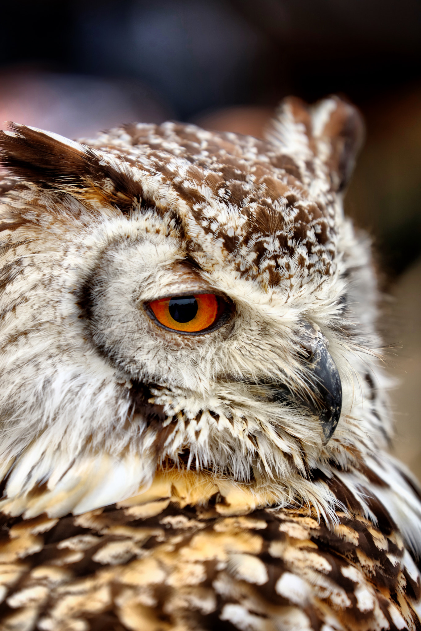 Canon EF 70-300mm F4-5.6L IS USM sample photo. Wildlife photography