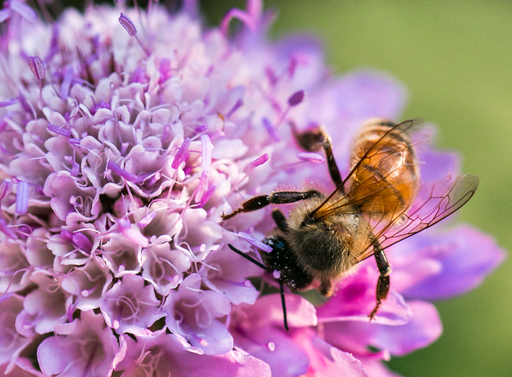 Tamron SP AF 60mm F2 Di II LD IF Macro sample photo. Bee collecting pollen photography