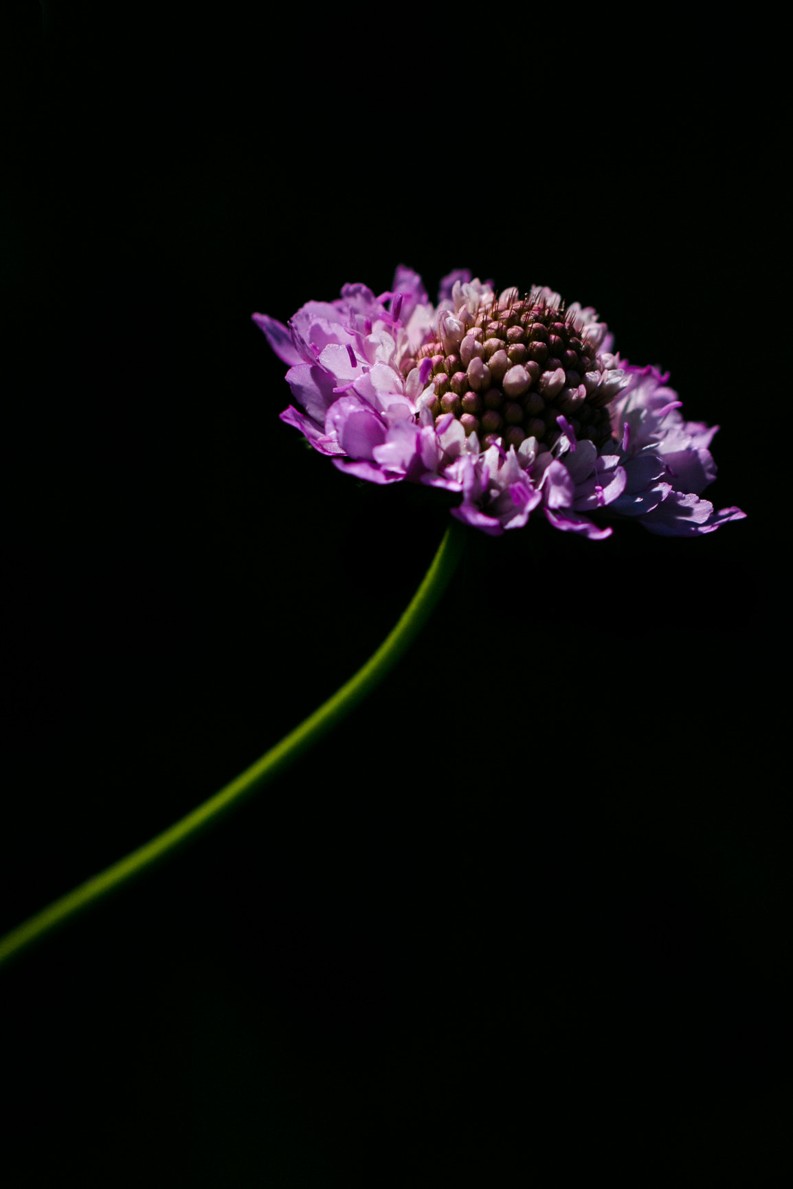 Canon EOS 70D + Tamron SP AF 60mm F2 Di II LD IF Macro sample photo. Single flower on green stem photography