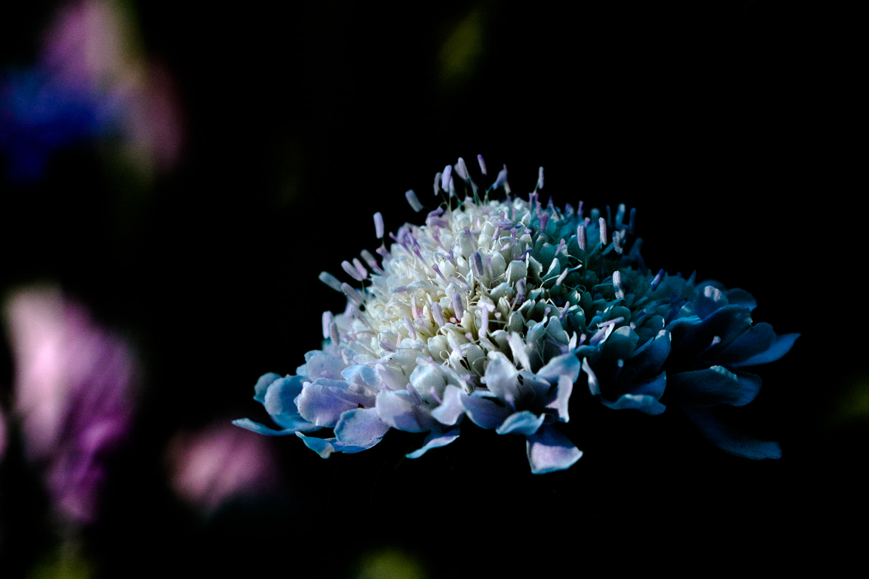 Tamron SP AF 60mm F2 Di II LD IF Macro sample photo. Flower with black background photography