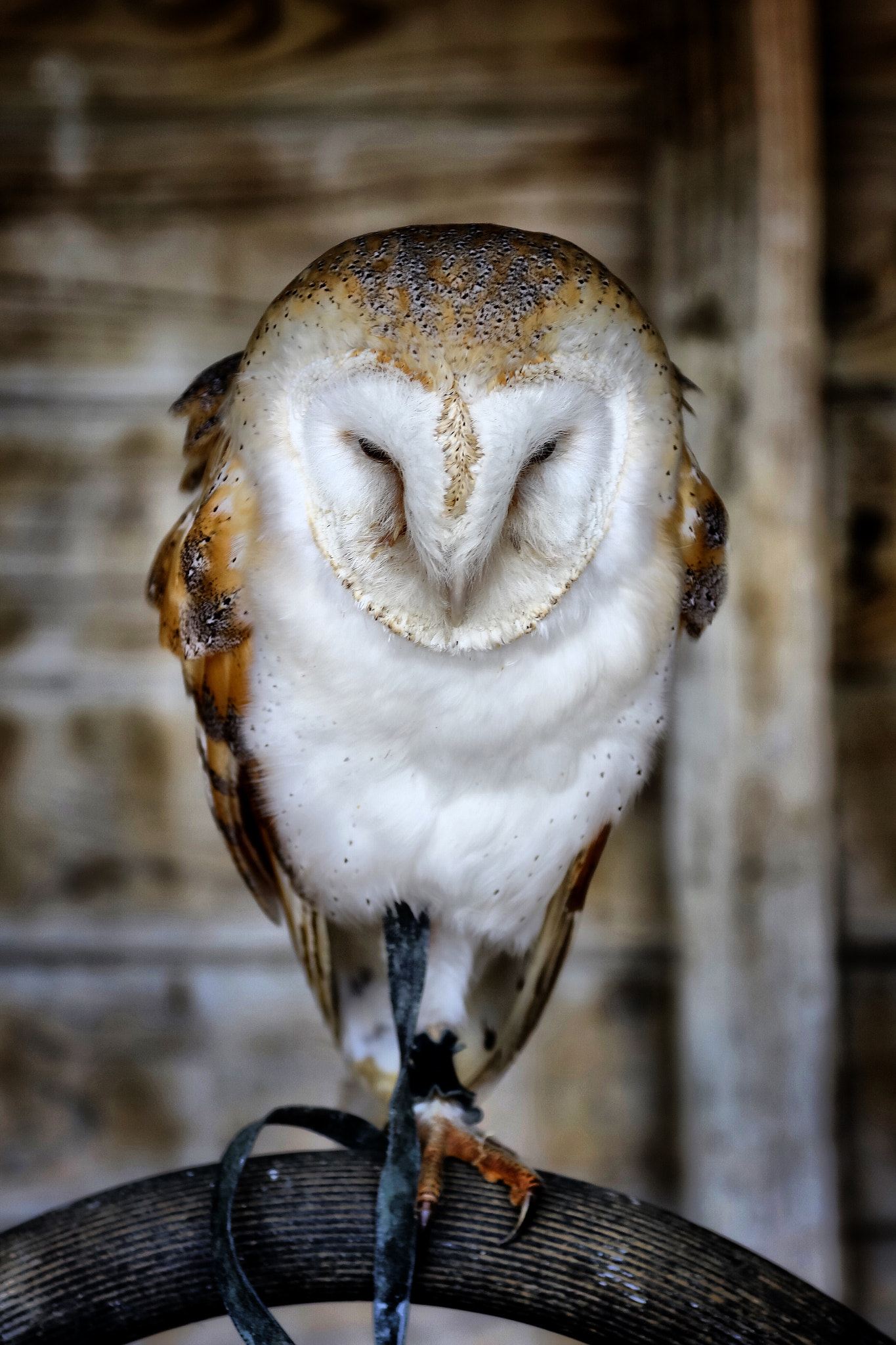 Canon EOS 5DS R sample photo. Wildlife photography