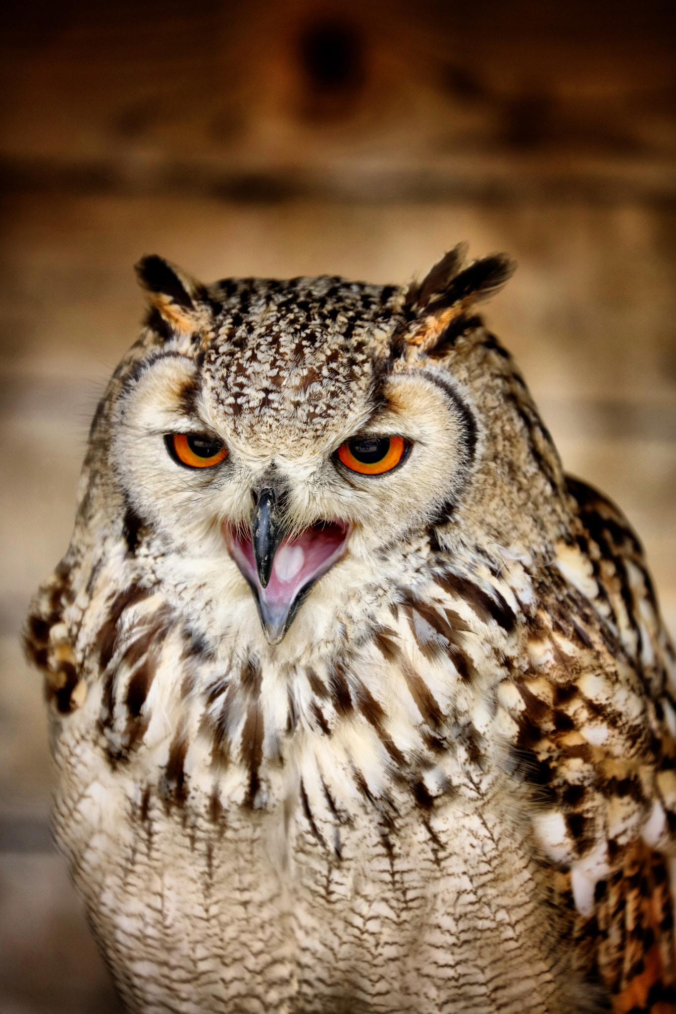 Canon EF 70-300mm F4-5.6L IS USM sample photo. Wildlife photography