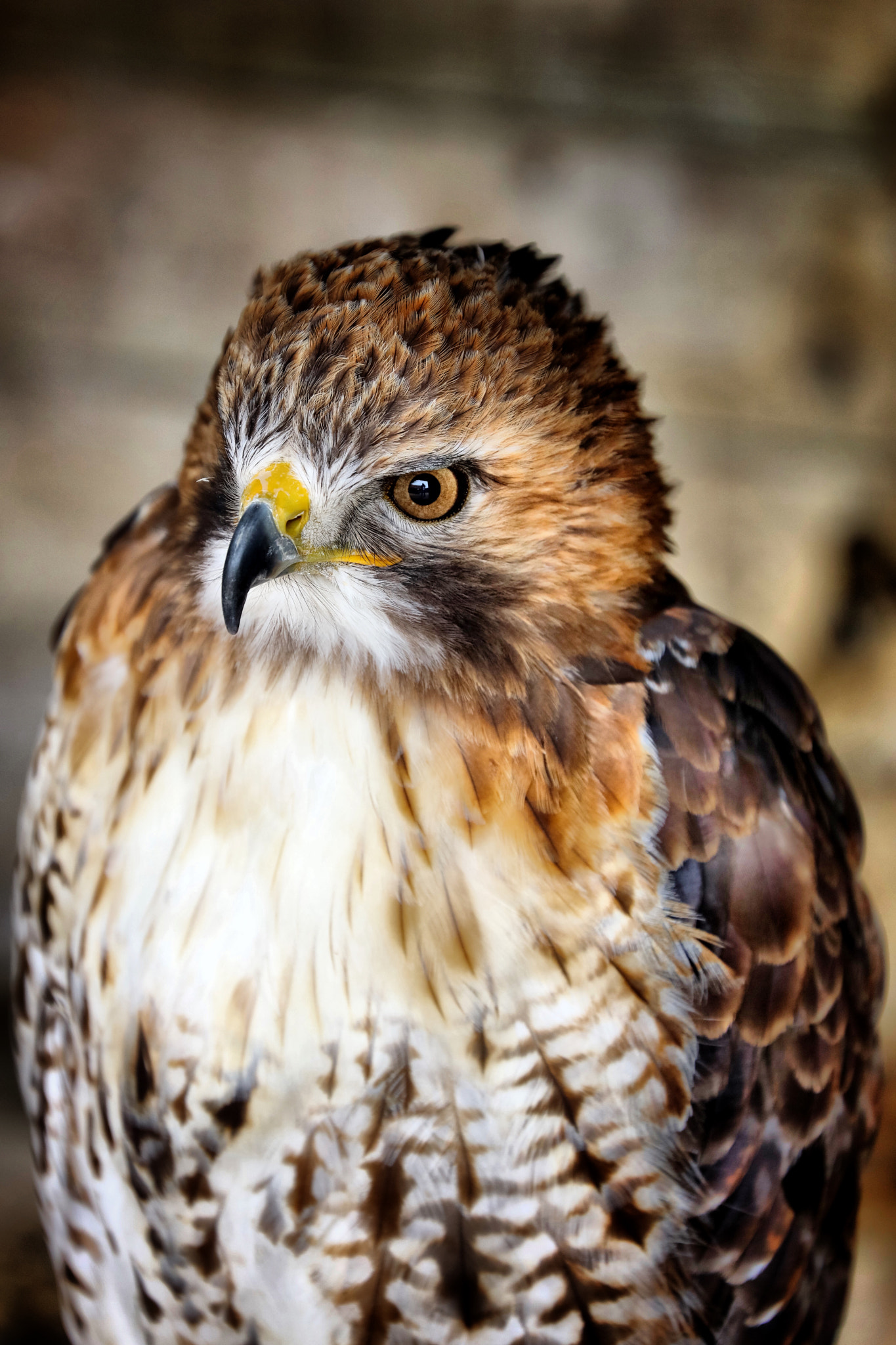 Canon EF 70-300mm F4-5.6L IS USM sample photo. Wildlife photography