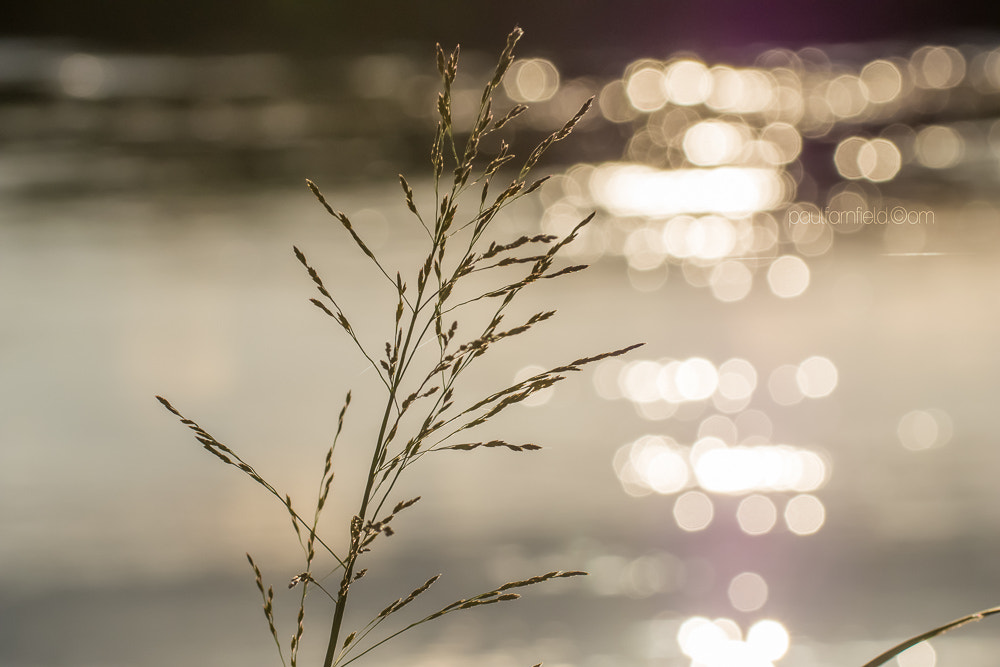 Panasonic Lumix DMC-G7 + Canon EF 100mm F2.8L Macro IS USM sample photo. Evening river walk photography