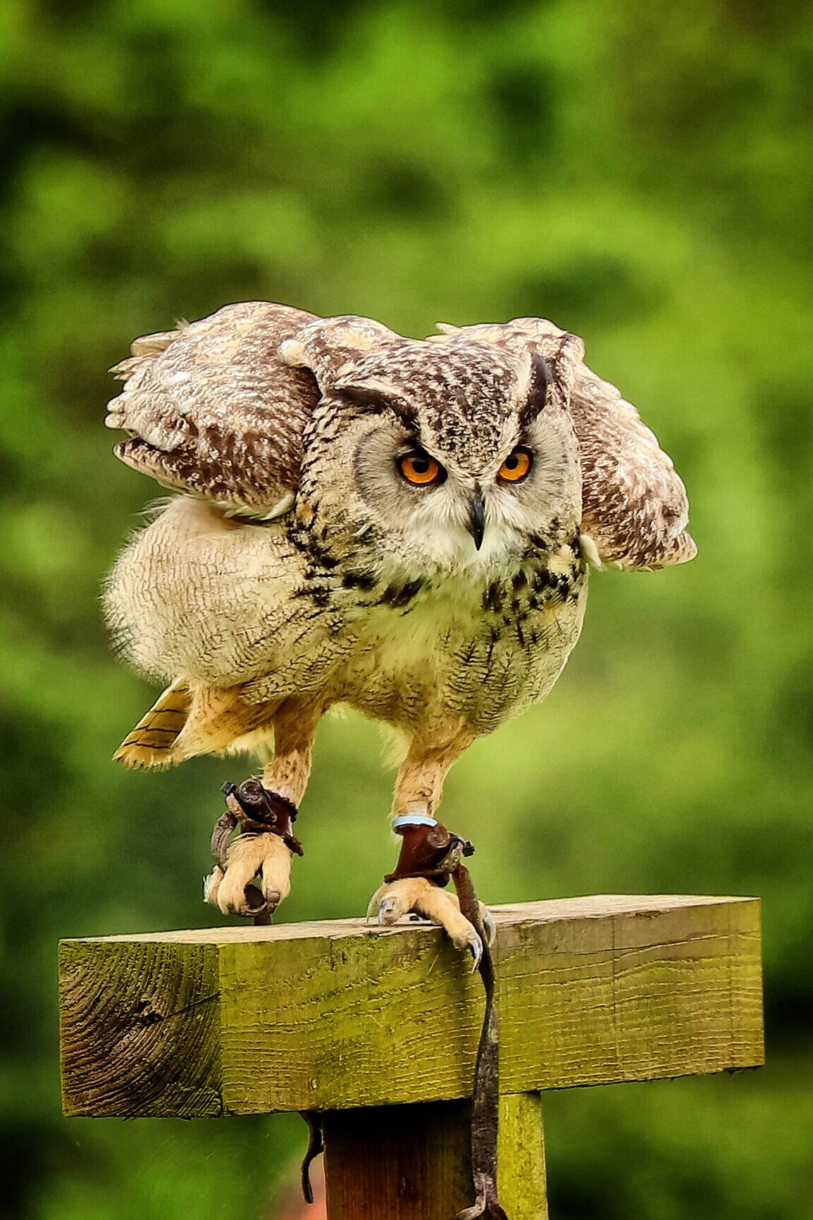 Canon EF 70-300mm F4-5.6L IS USM sample photo. Wildlife photography