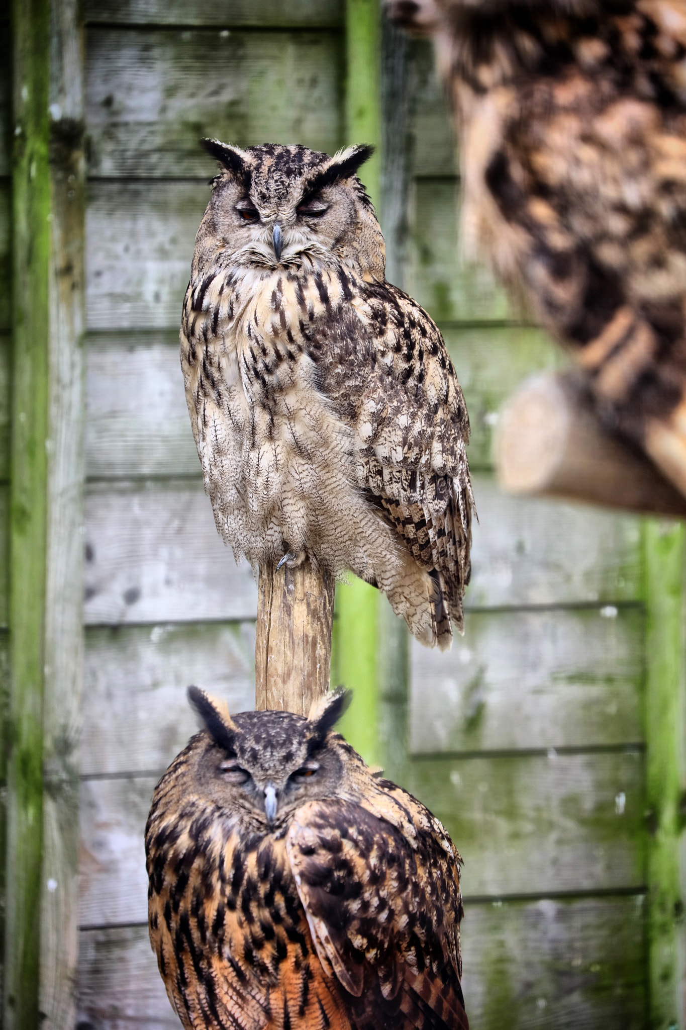 Canon EF 70-300mm F4-5.6L IS USM sample photo. Wildlife photography