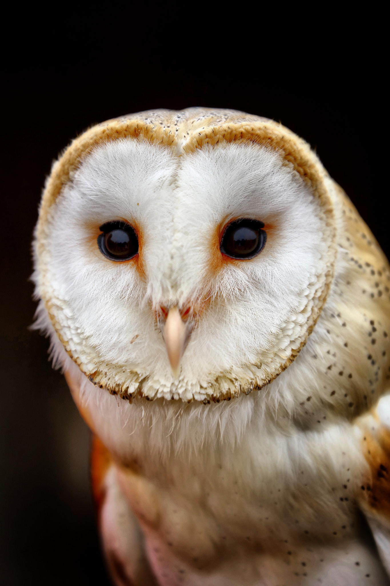 Canon EF 70-300mm F4-5.6L IS USM sample photo. Wildlife photography