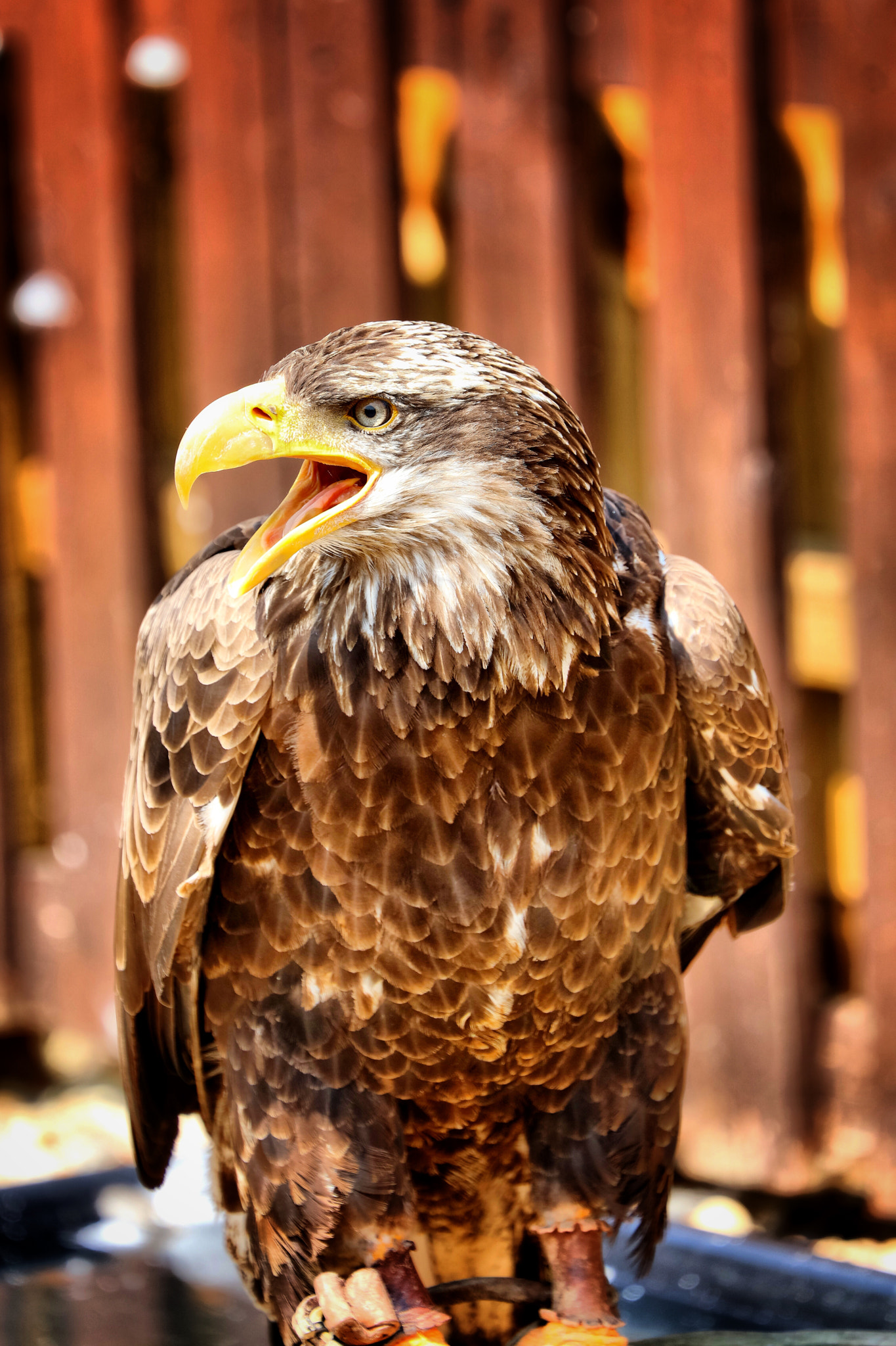 Canon EF 70-300mm F4-5.6L IS USM sample photo. Wildlife photography
