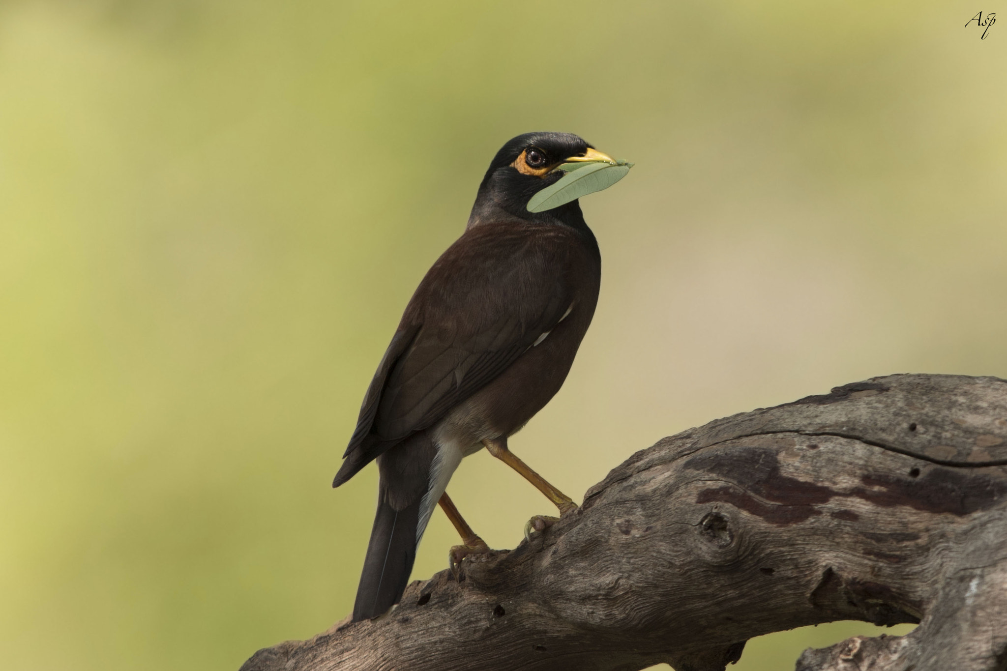 Canon EF 600mm F4L IS II USM sample photo