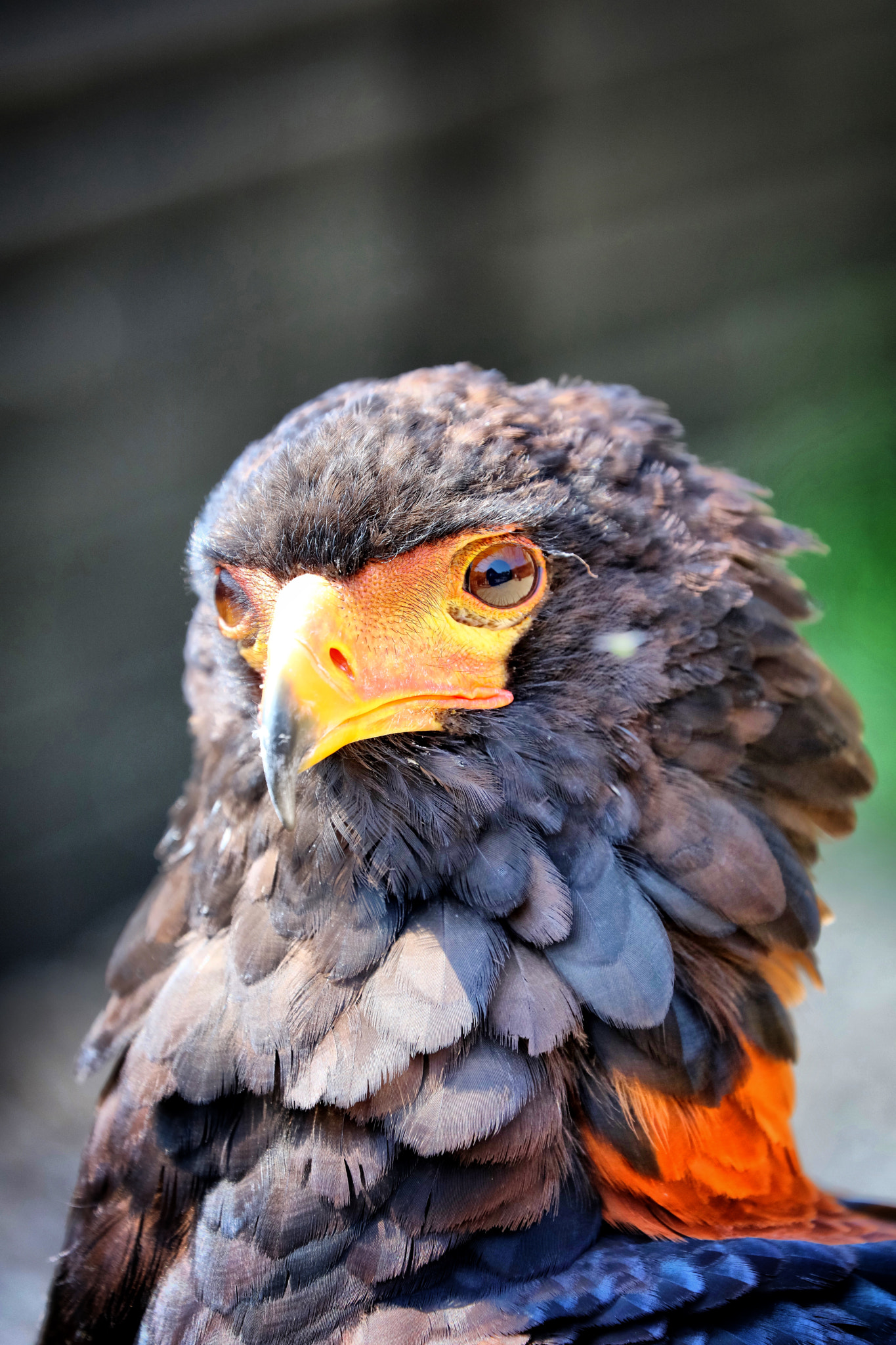 Canon EF 70-300mm F4-5.6L IS USM sample photo. Wildlife photography