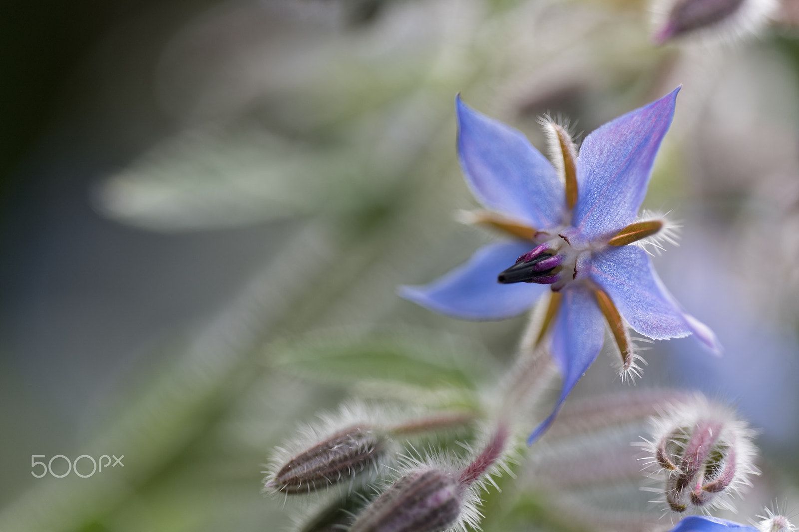Sigma 150mm F2.8 EX DG OS Macro HSM sample photo. Juste une fleur photography