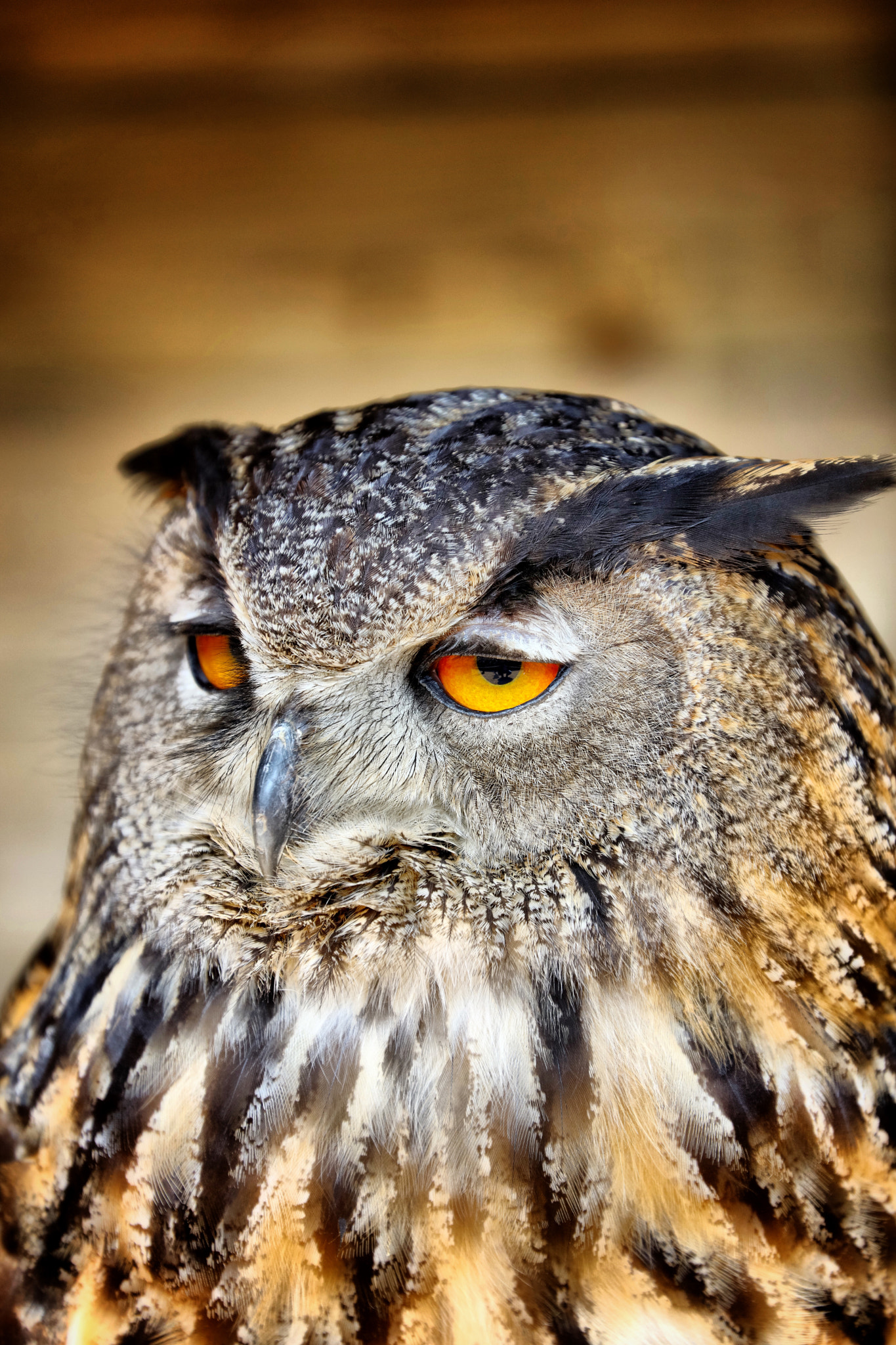 Canon EF 70-300mm F4-5.6L IS USM sample photo. Wildlife photography