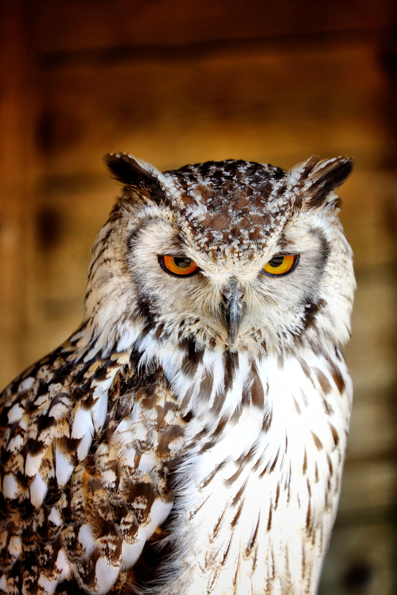 Canon EF 70-300mm F4-5.6L IS USM sample photo. Wildlife photography