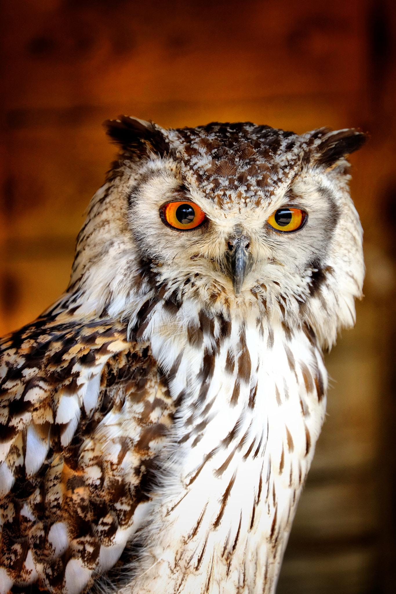 Canon EF 70-300mm F4-5.6L IS USM sample photo. Wildlife photography