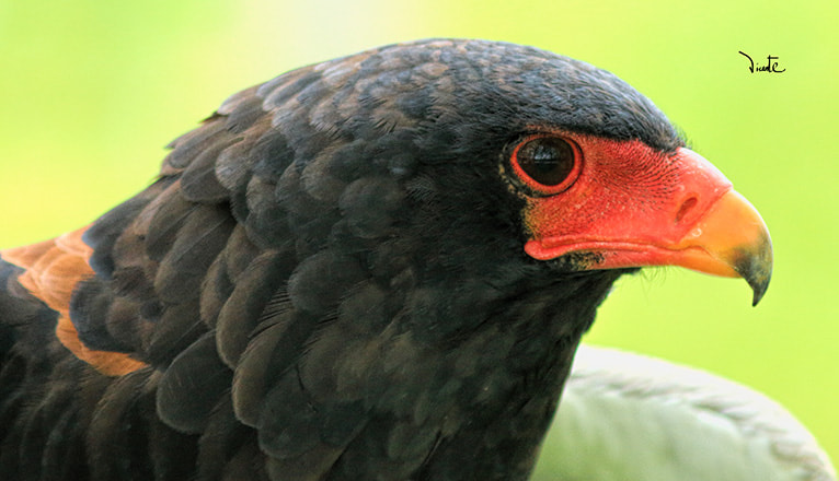 Canon EF 200mm f/2.8L II + 2x sample photo. Pio,pio..... photography
