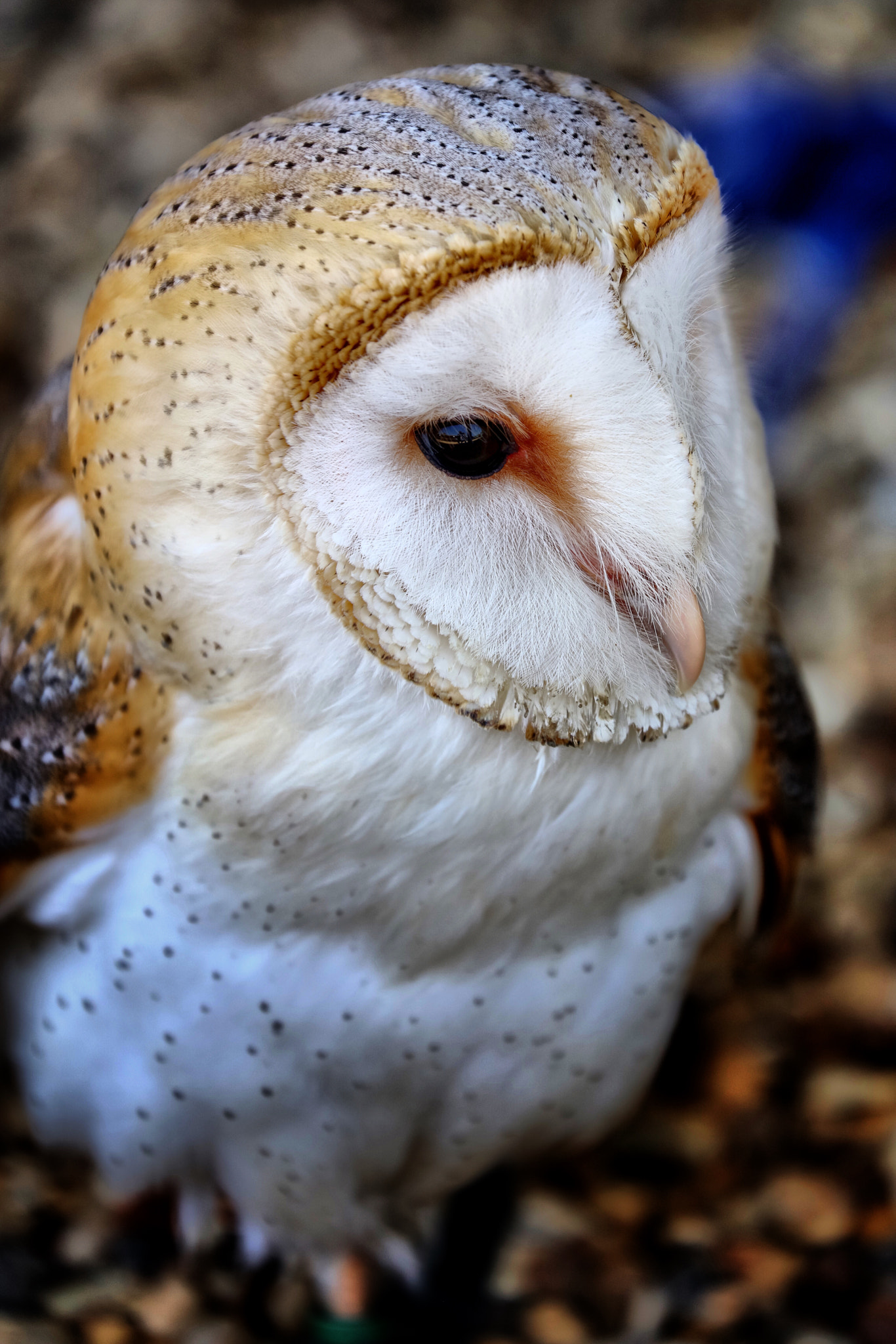 Canon EF 70-300mm F4-5.6L IS USM sample photo. Wildlife photography
