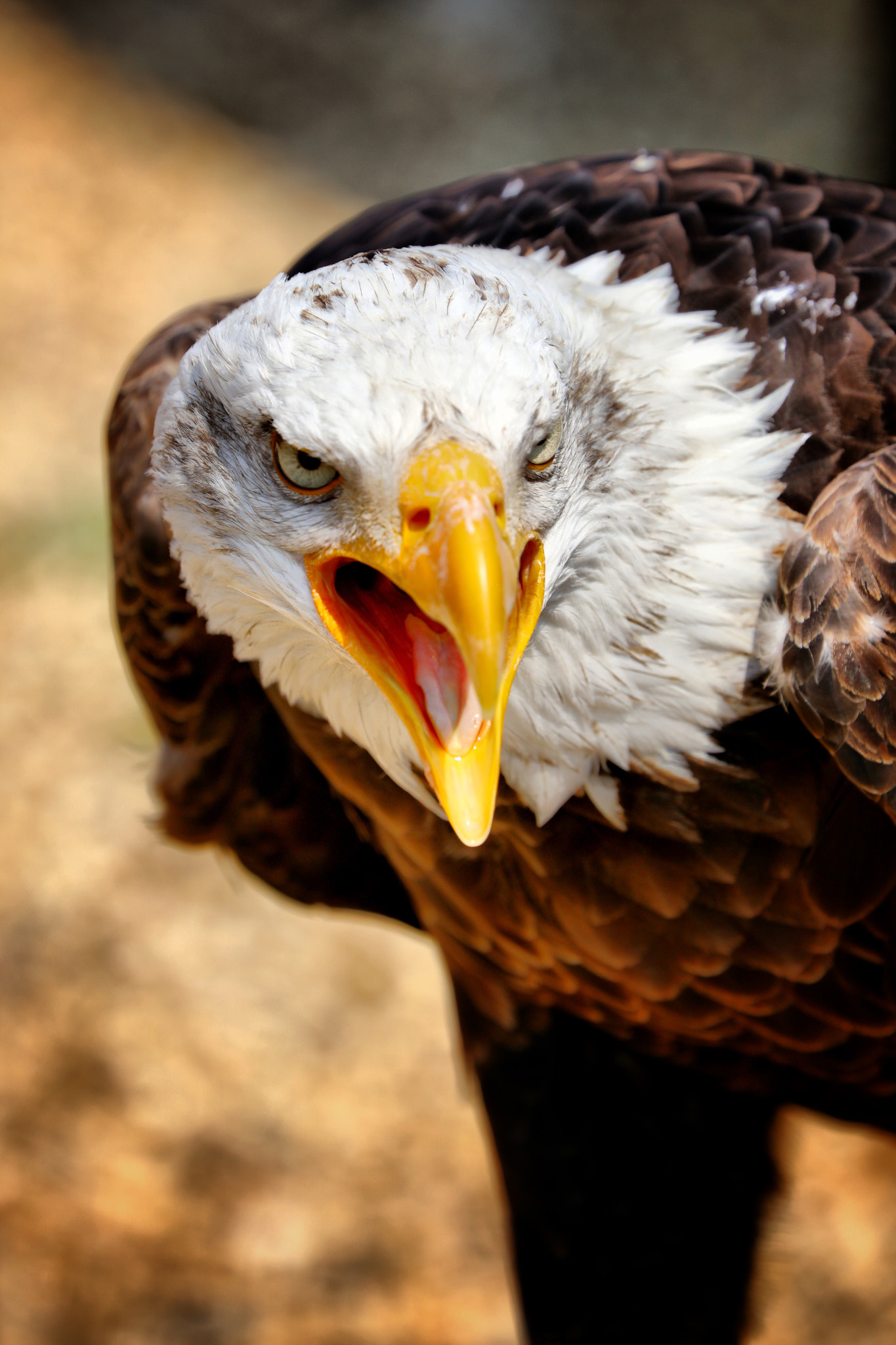 Canon EF 70-300mm F4-5.6L IS USM sample photo. Wildlife photography