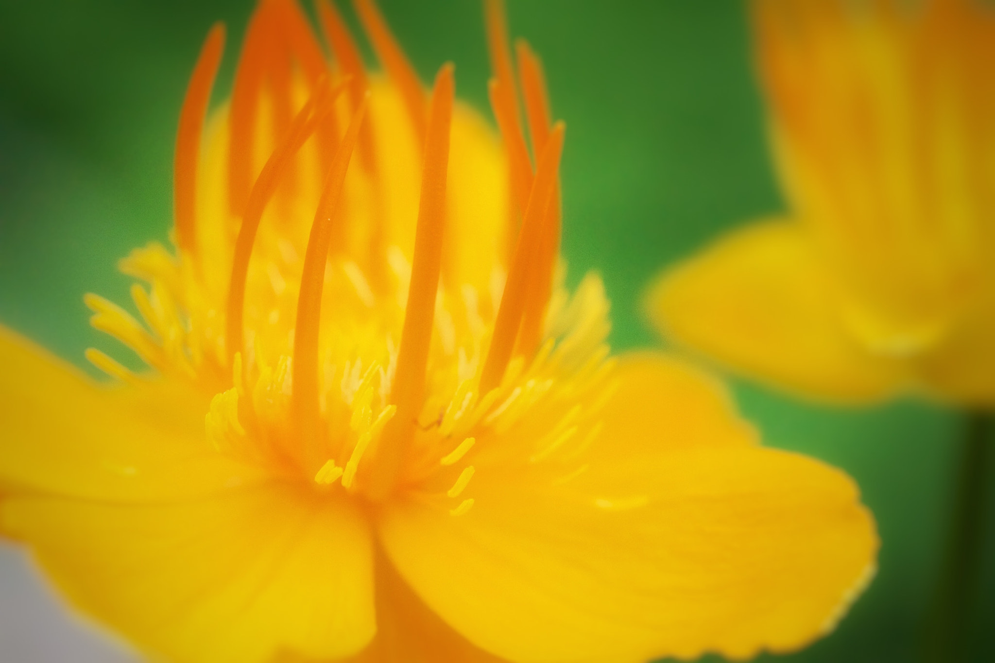 Canon EOS 650D (EOS Rebel T4i / EOS Kiss X6i) + Canon EF 100mm F2.8L Macro IS USM sample photo. Yellow flower photography
