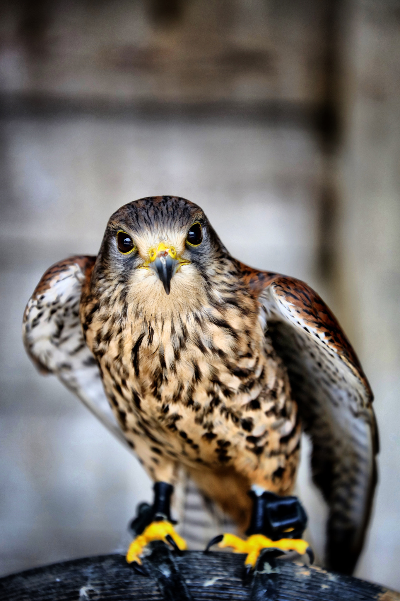 Canon EF 70-300mm F4-5.6L IS USM sample photo. Wildlife photography