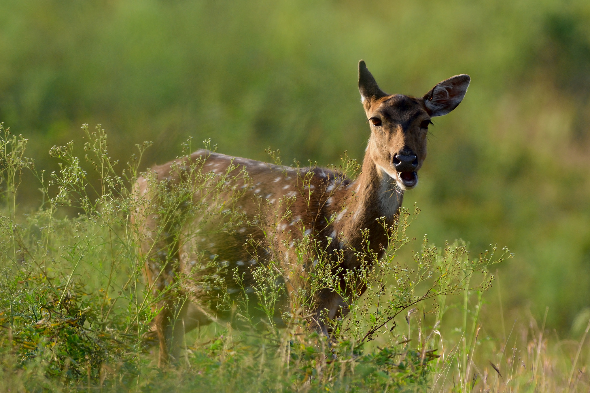 Nikon AF-S Nikkor 300mm F2.8G ED VR II sample photo. Deer photography