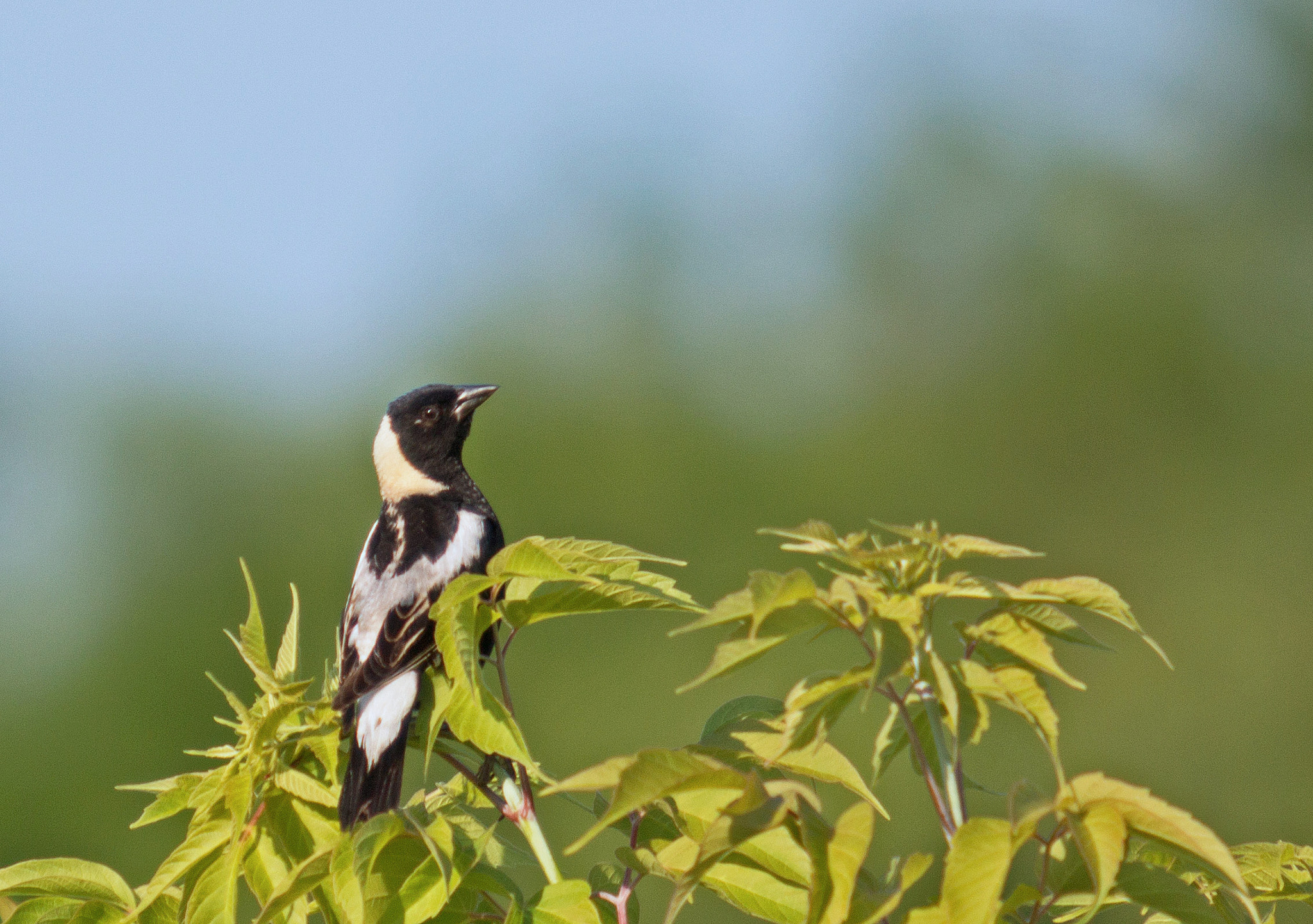 Canon EOS 70D + Canon EF 70-200mm F2.8L USM sample photo. Bobolink photography