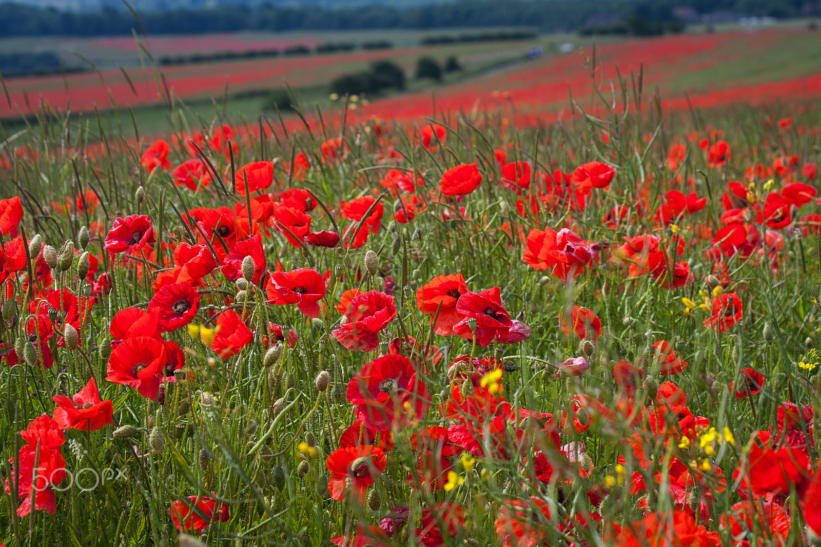 Canon EF 70-300mm F4-5.6 IS USM sample photo. Wild poppies 1 photography