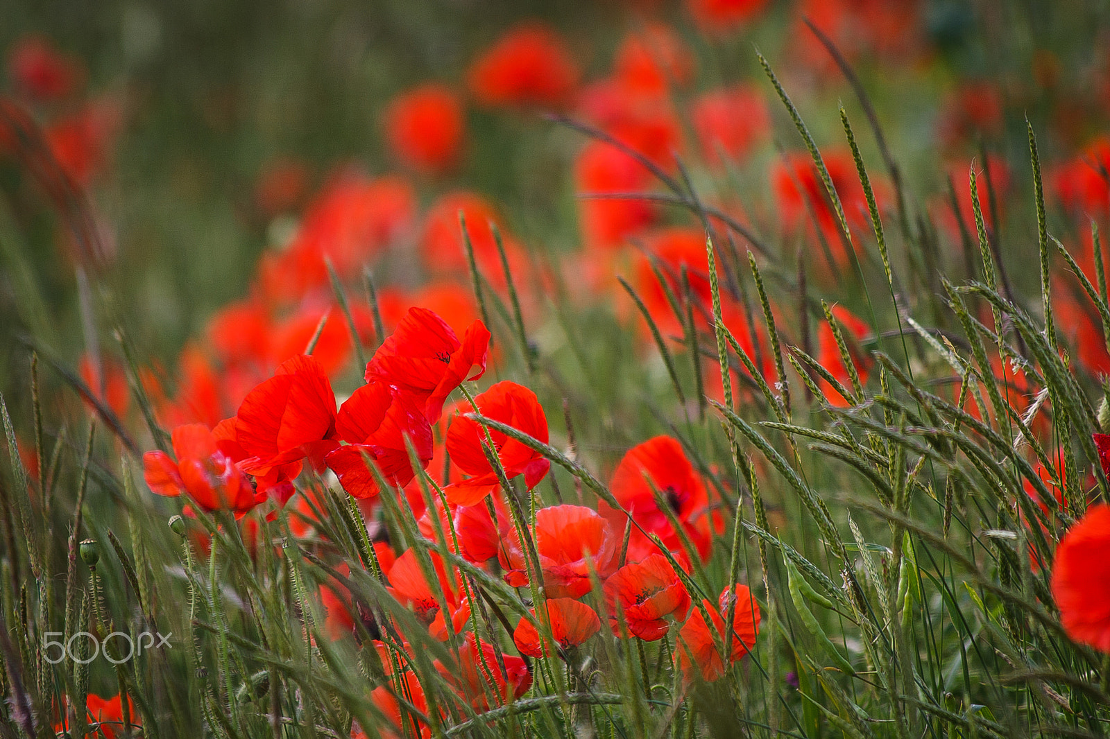 Canon EF 70-300mm F4-5.6 IS USM sample photo. Wild poppies 4 photography