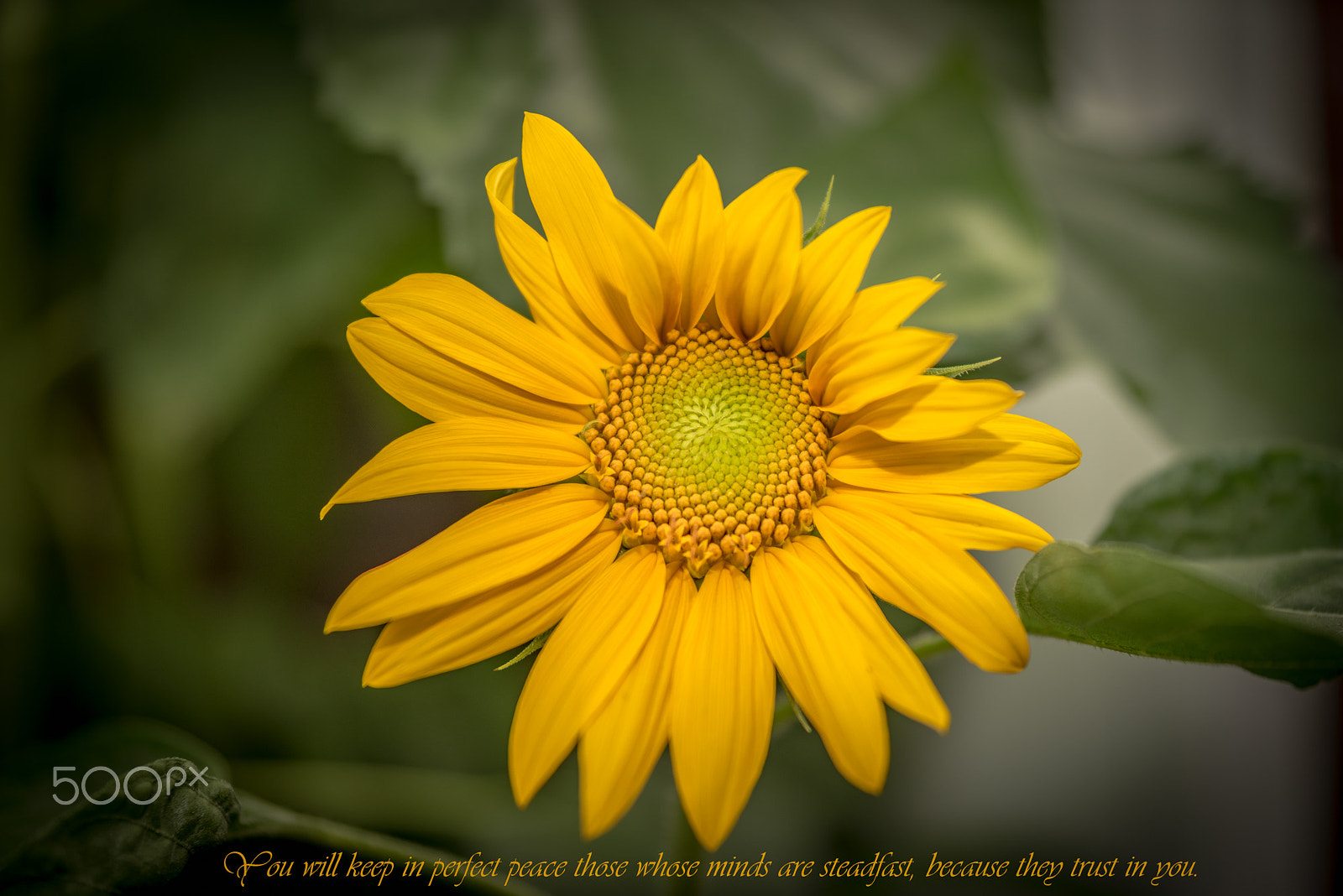 Sony a7R sample photo. Sunflower photography