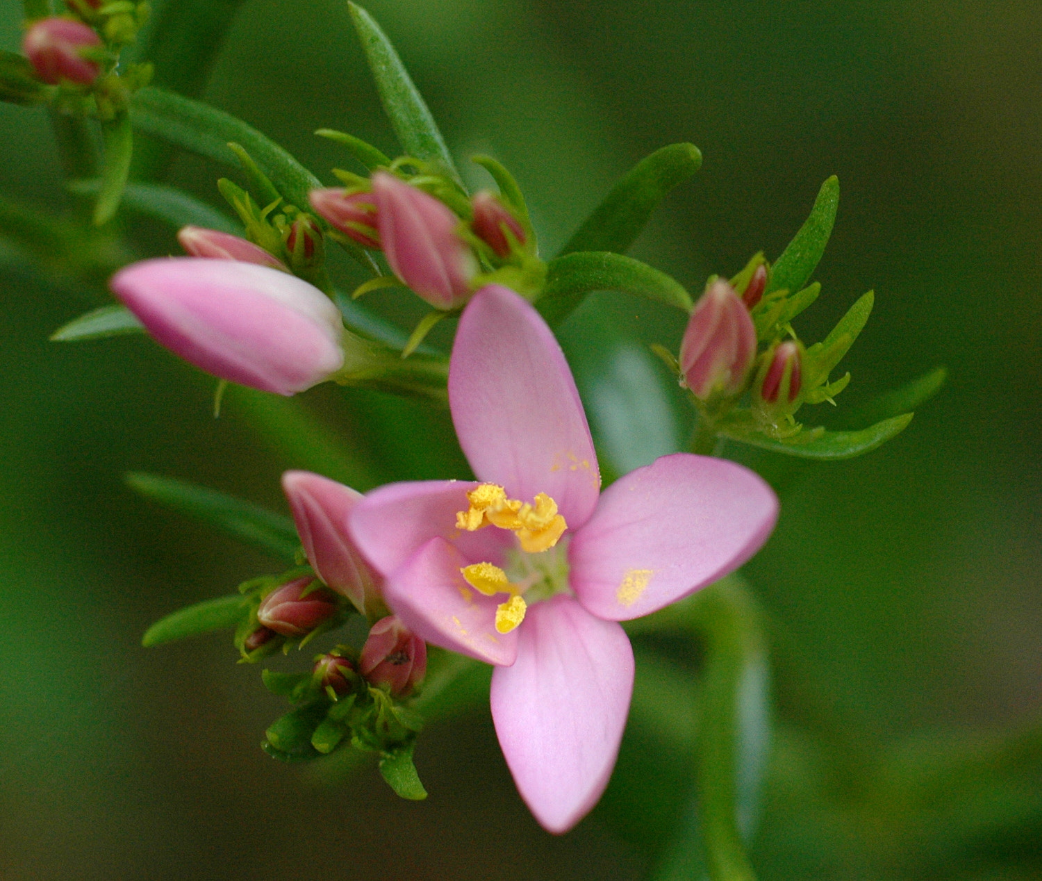 Nikon D70s + Sigma Macro 90mm F2.8 sample photo. A photography