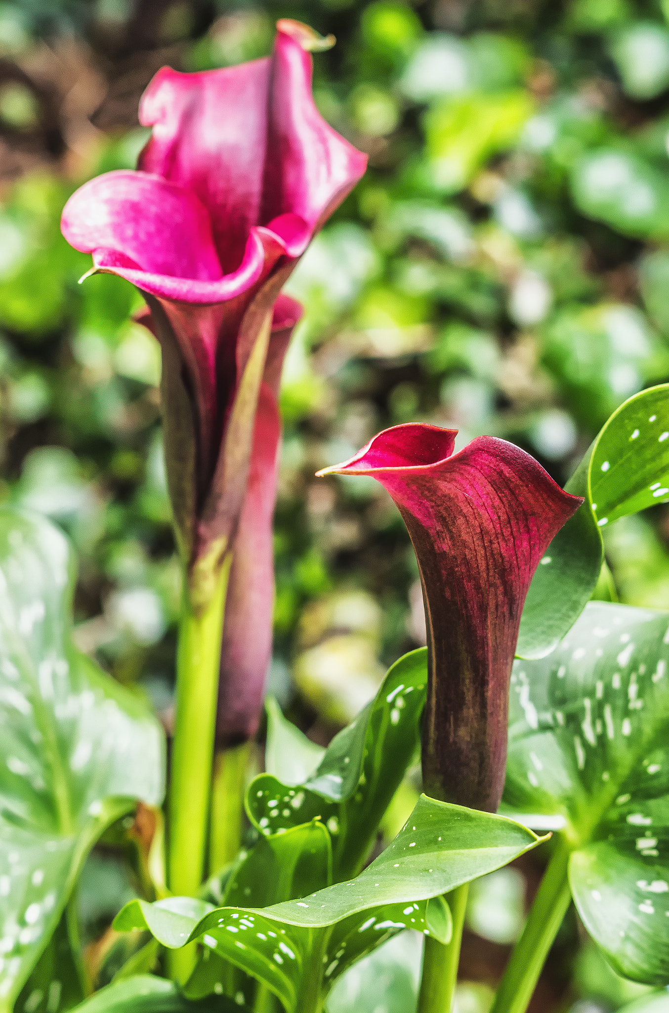 Pentax K-S1 + Pentax smc DA 50mm F1.8 sample photo. Calla iily  photography