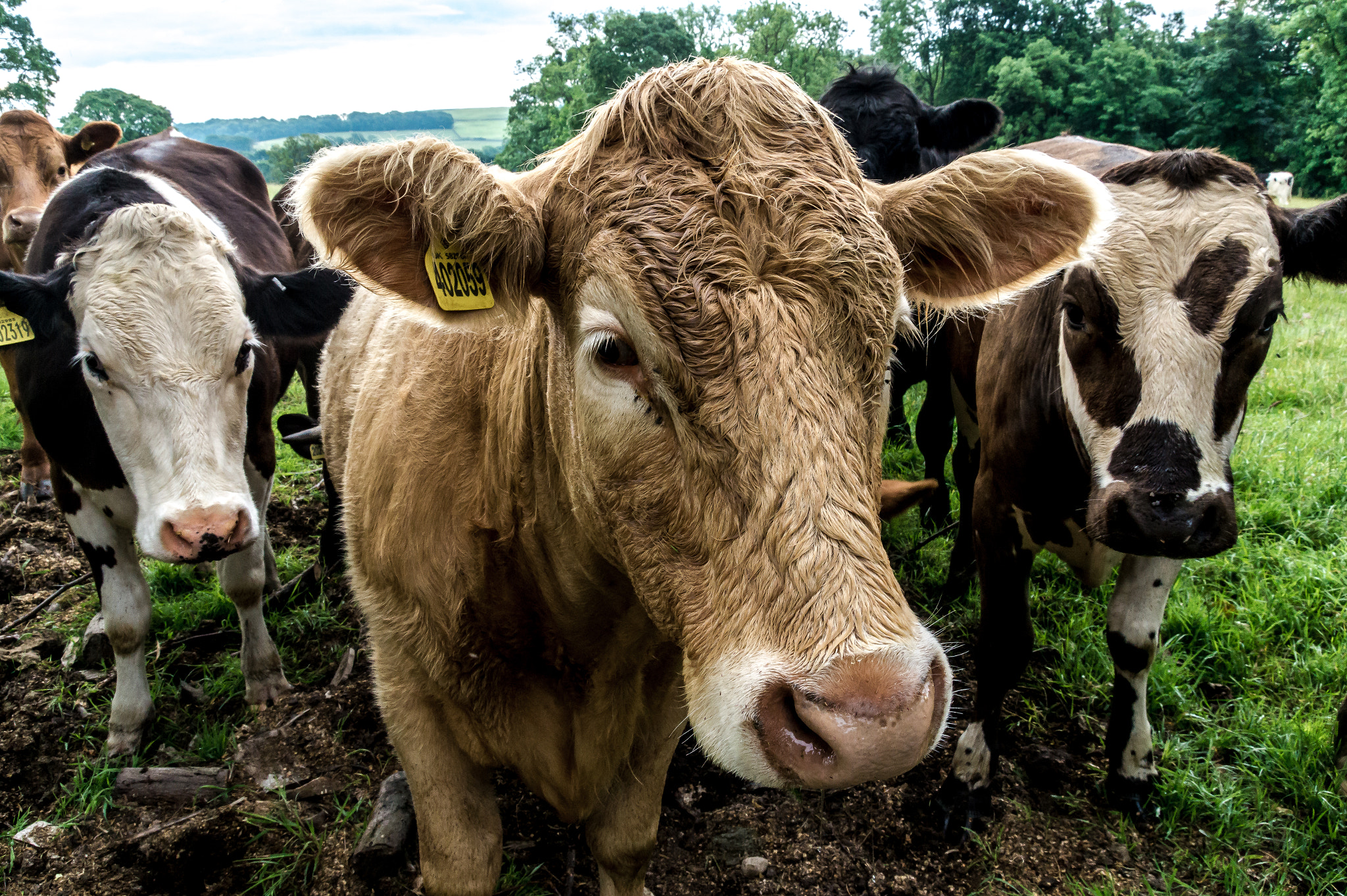 Sony SLT-A58 + Tamron AF 28-105mm F4-5.6 [IF] sample photo. Cows photography