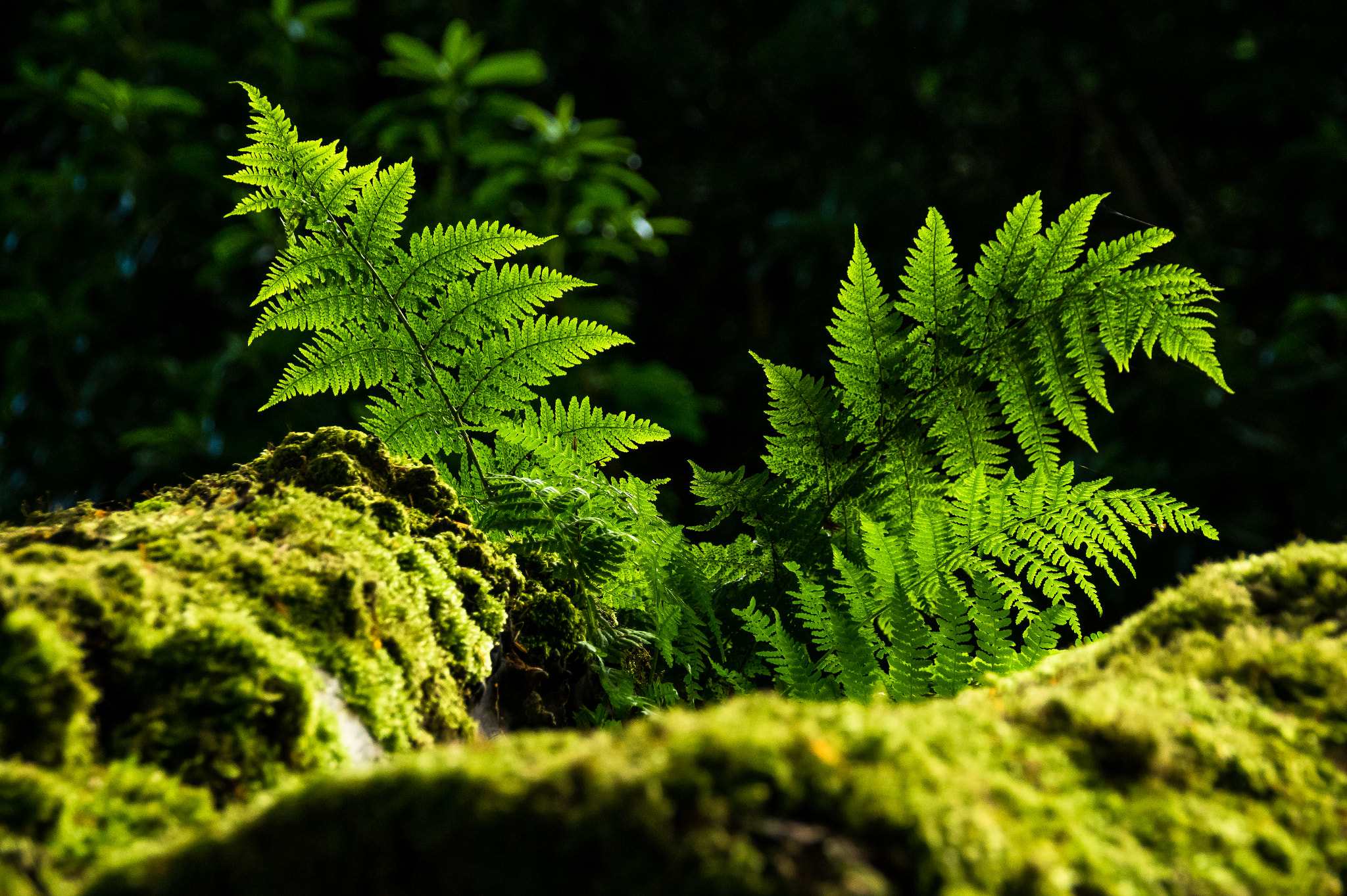 Sony SLT-A58 sample photo. Fern photography