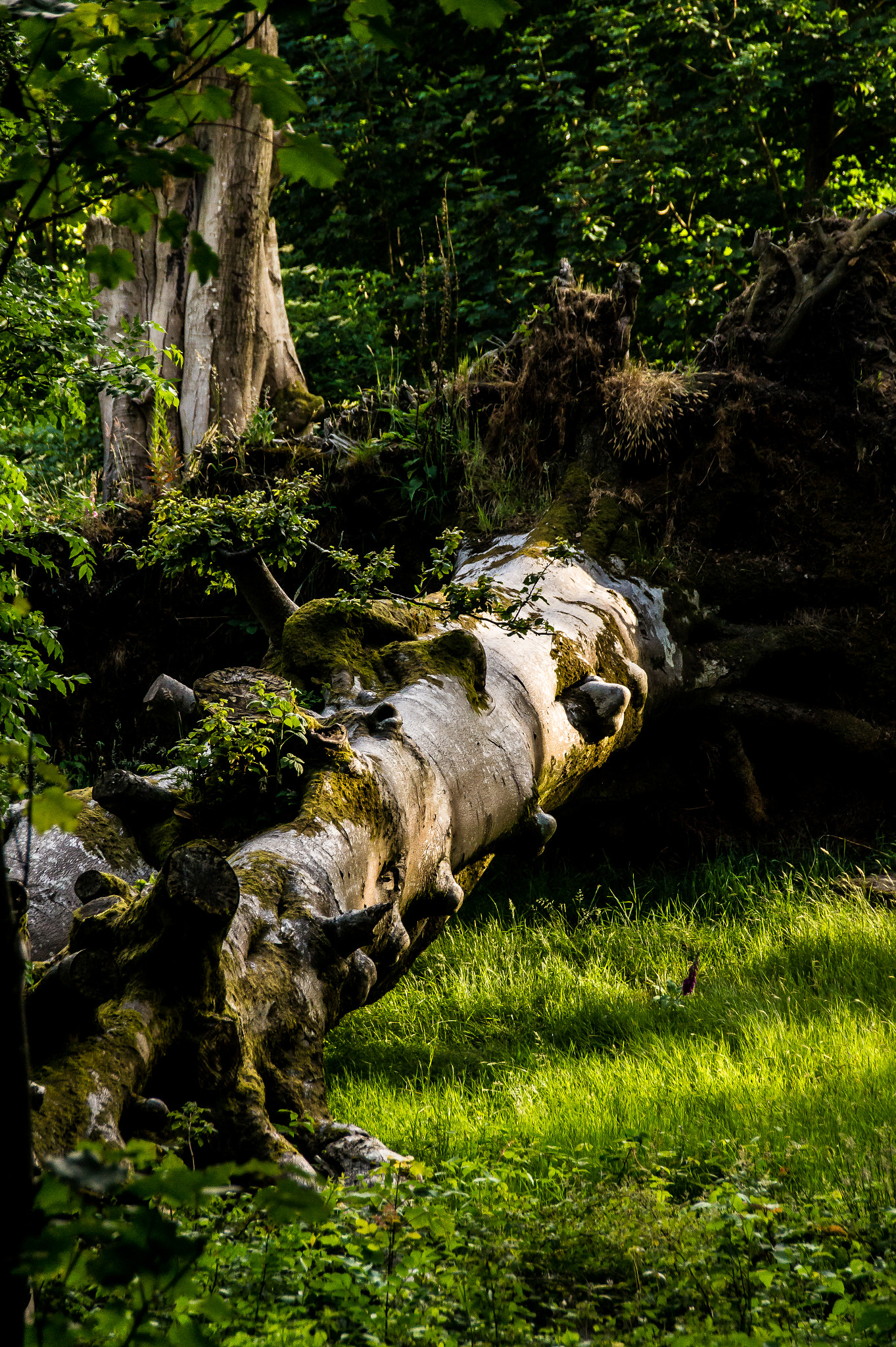 Sony SLT-A58 sample photo. Tree photography