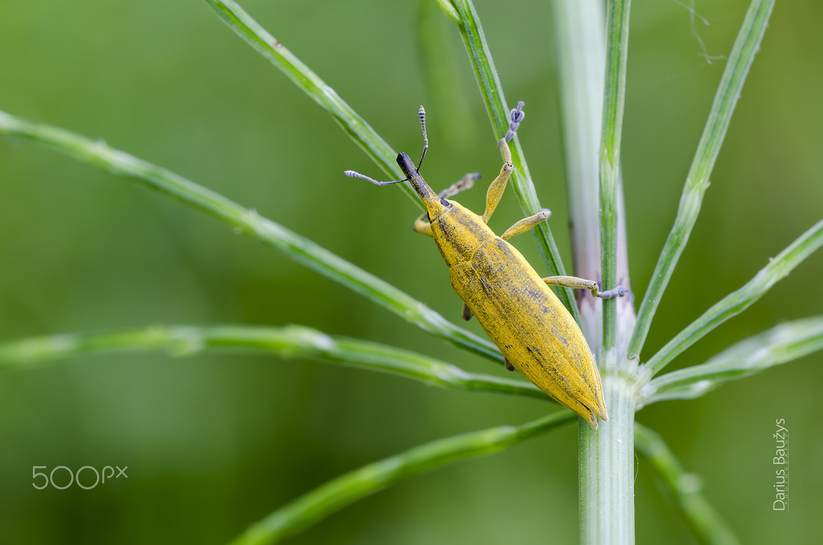 Sigma 150mm F2.8 EX DG OS Macro HSM sample photo. Yellow on green photography