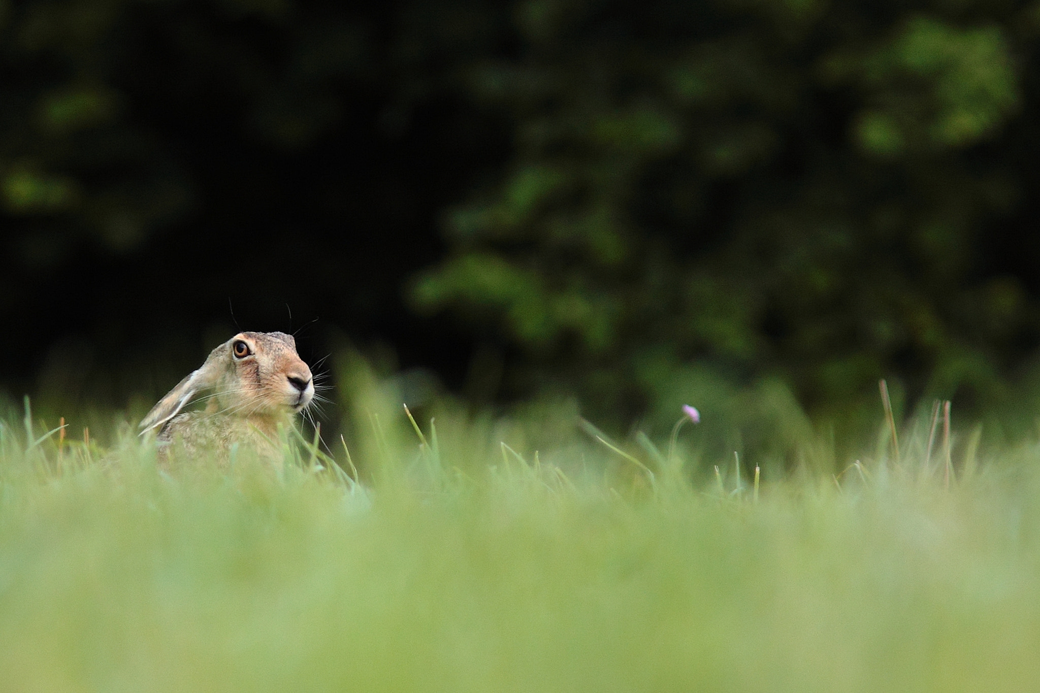 Canon EF 300mm F4L IS USM sample photo. Lepus europaeus photography
