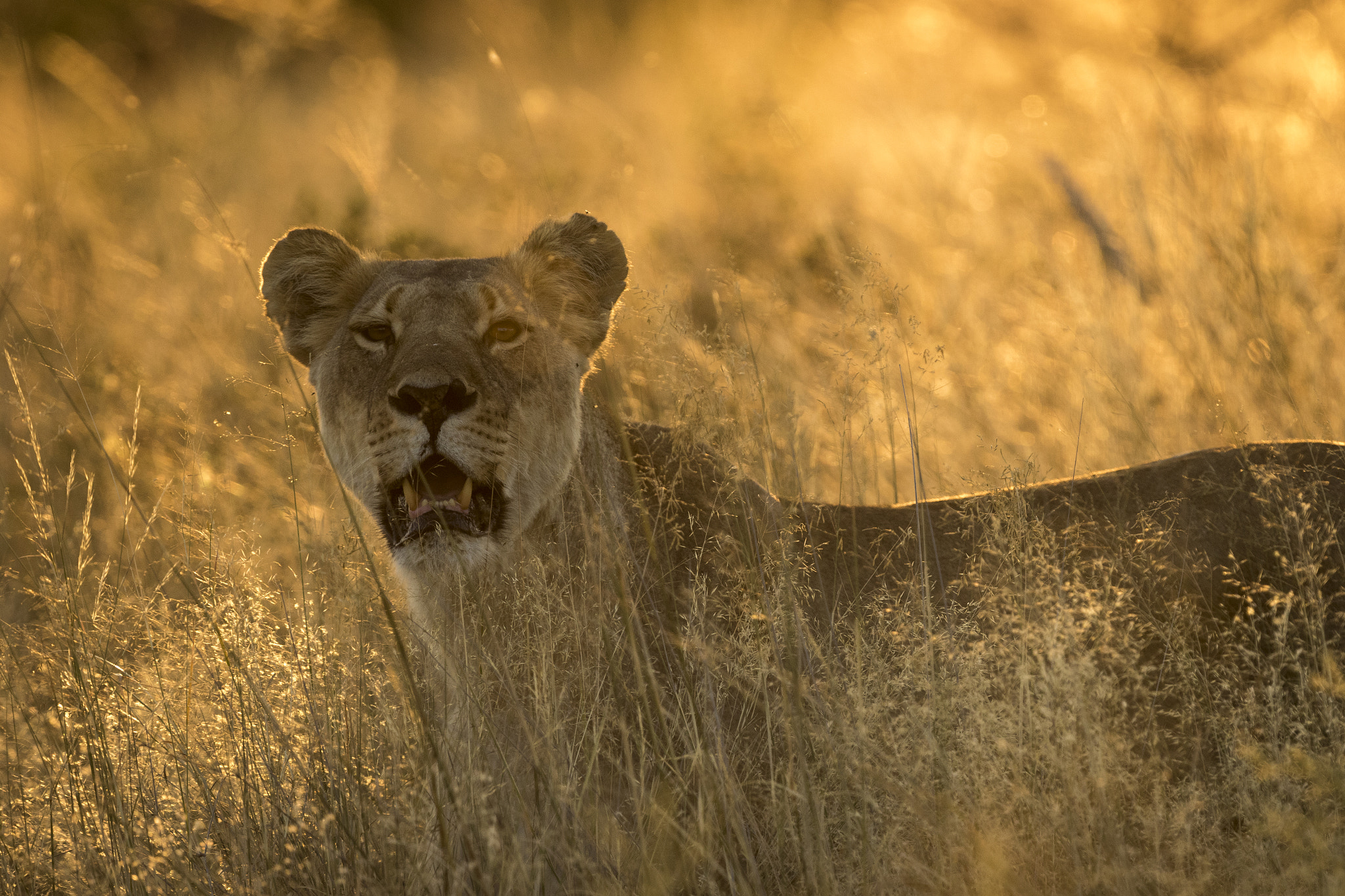Canon EF 300mm F2.8L IS II USM sample photo. Huntress photography