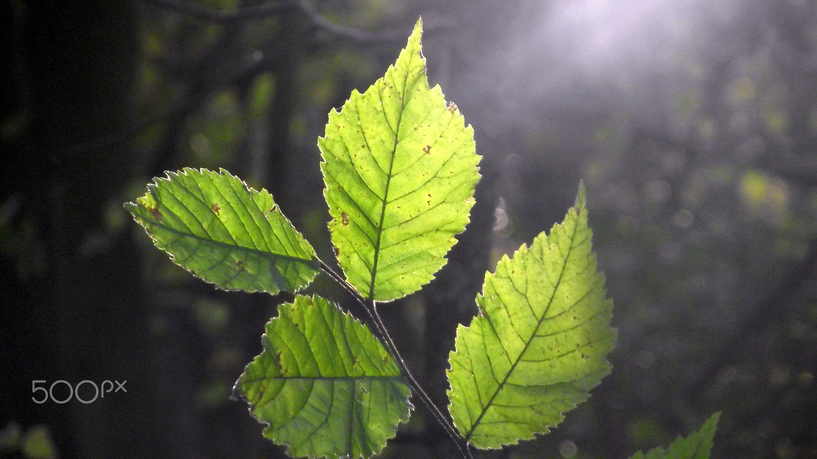 Fujifilm FinePix S1730 sample photo. The woods are lovely photography