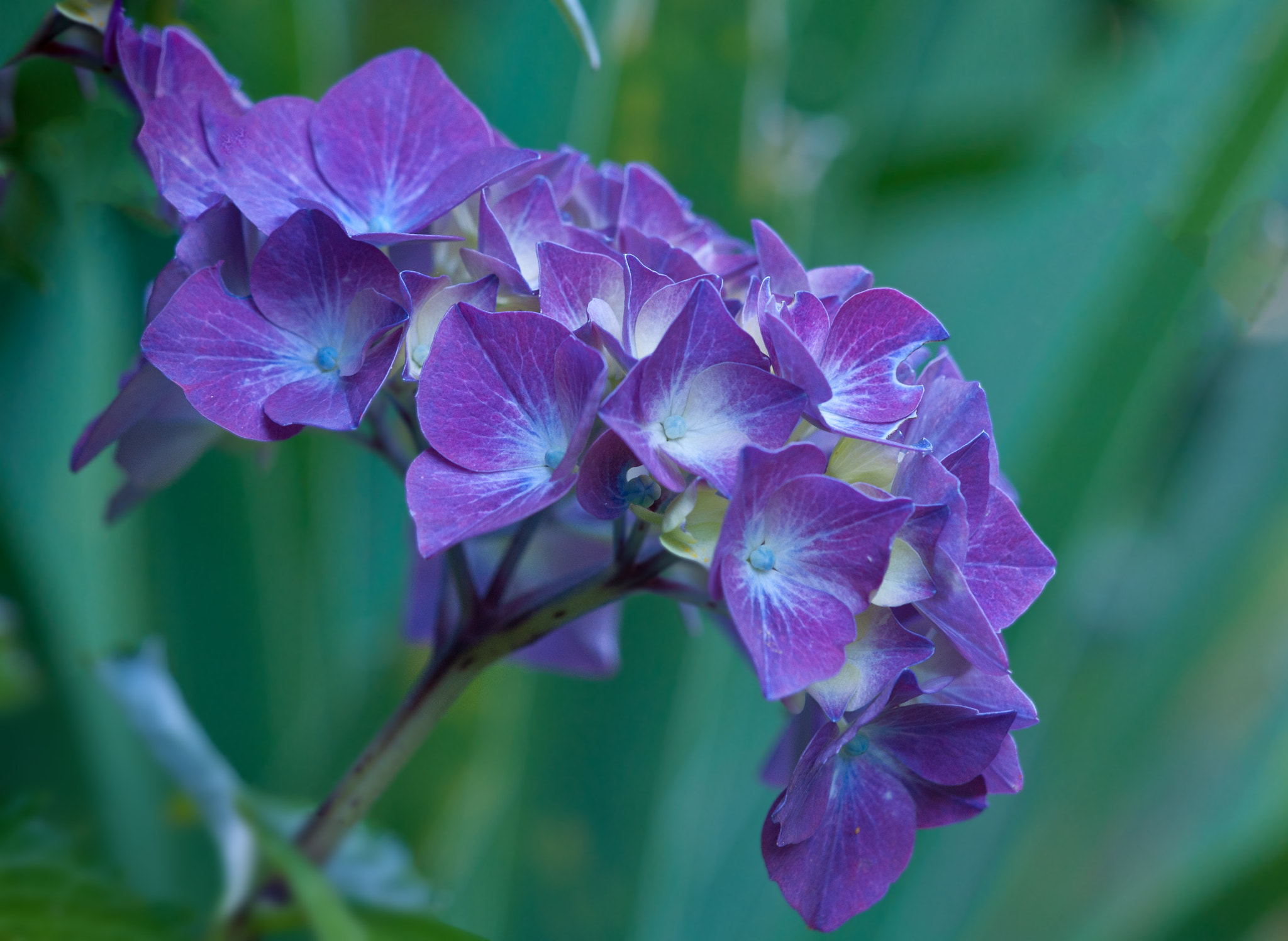 Nikon AF-S DX Micro-Nikkor 85mm F3.5G ED VR sample photo. Purple hydrangea in bloom photography