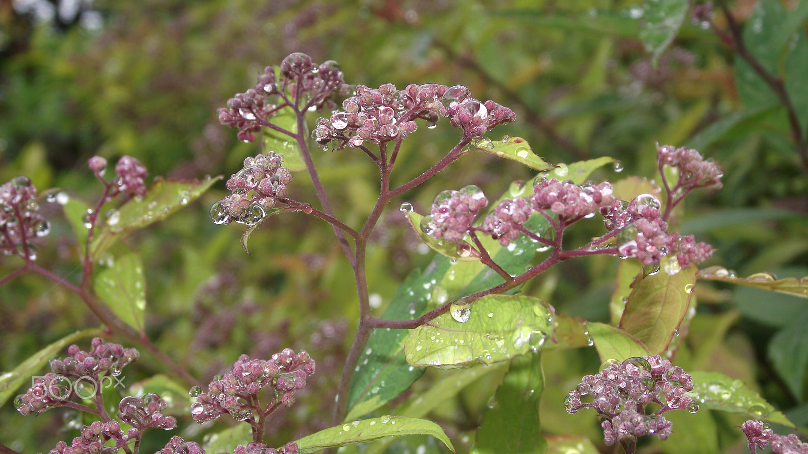 Fujifilm FinePix S1730 sample photo. Flowers in the rain photography