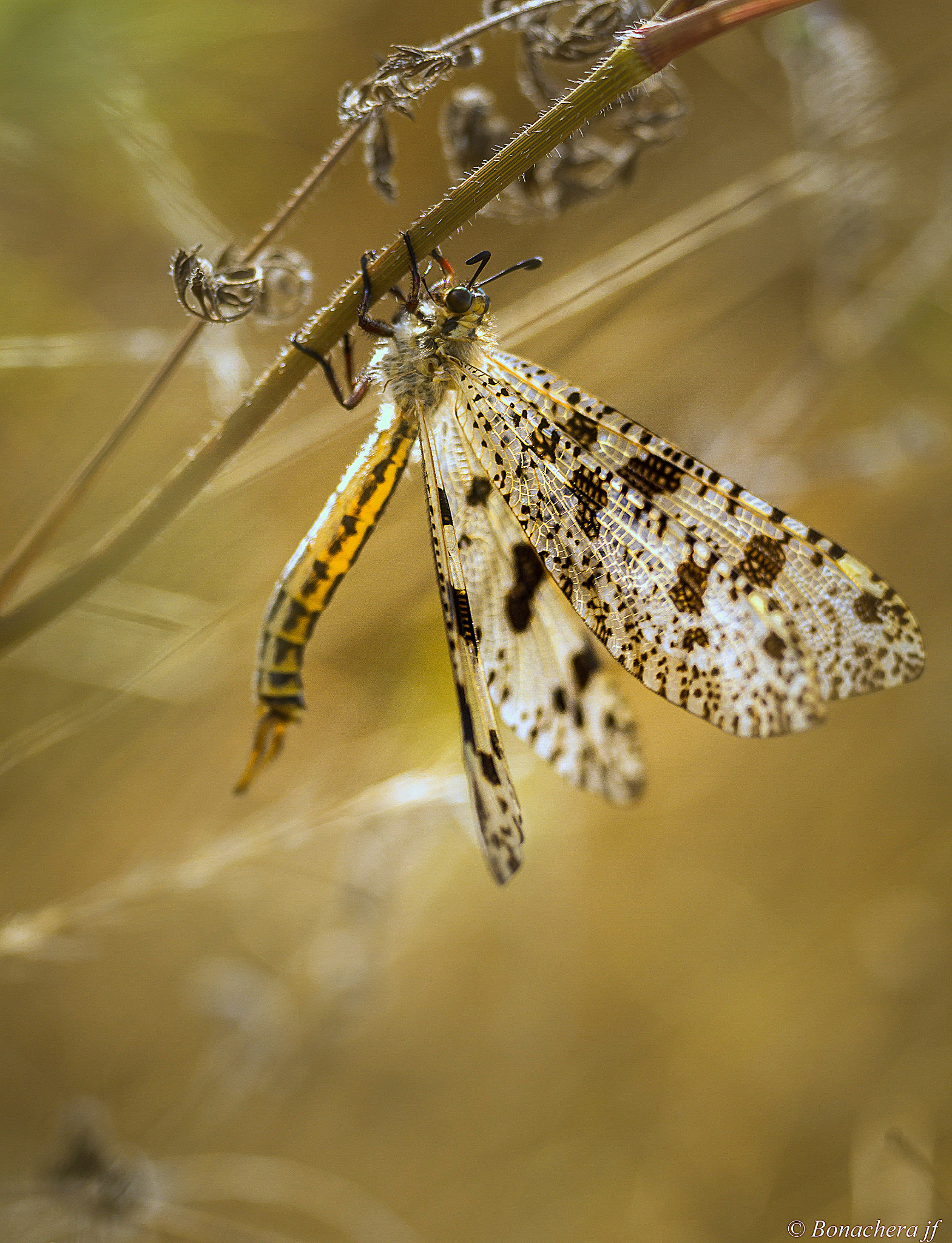 Sigma 150mm f/2.8 EX DG OS HSM APO Macro sample photo. Affleurissage photography