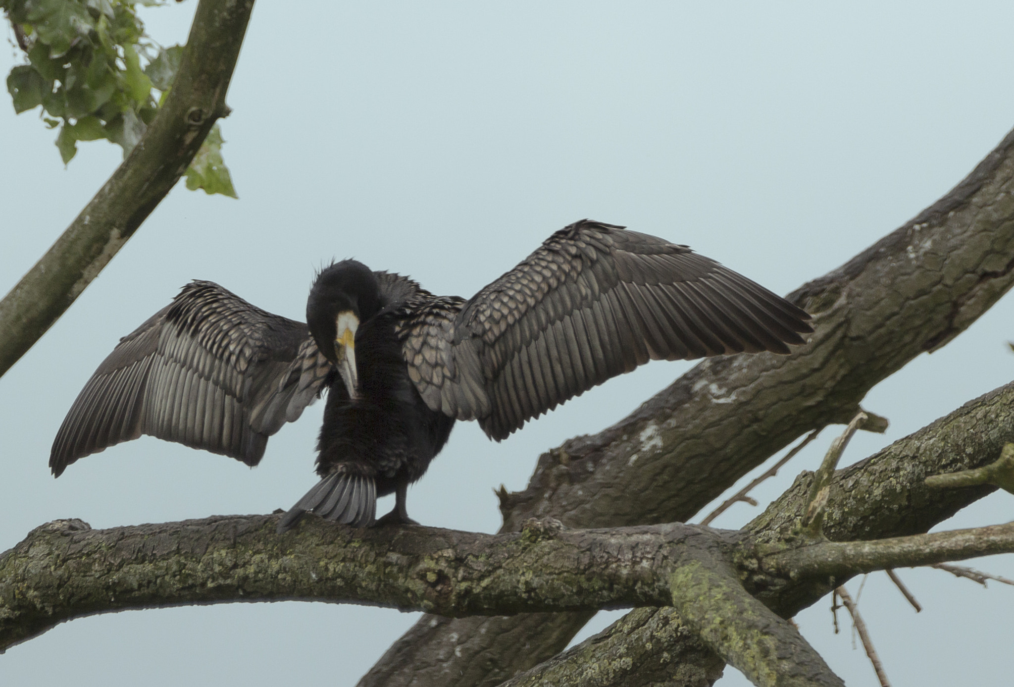 150-600mm F5-6.3 DG OS HSM | Contemporary 015 sample photo. Cormorant photography