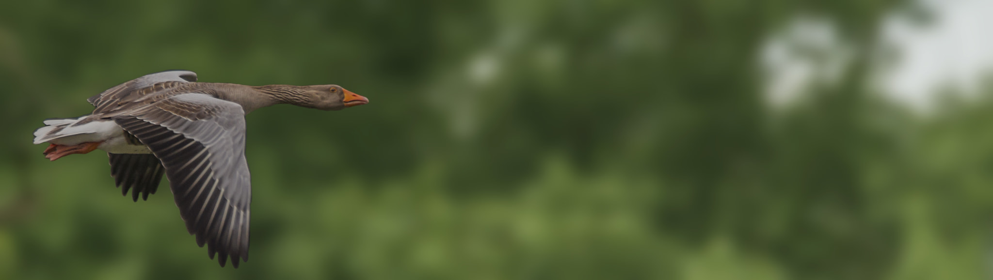 150-600mm F5-6.3 DG OS HSM | Contemporary 015 sample photo. Greylag goose photography