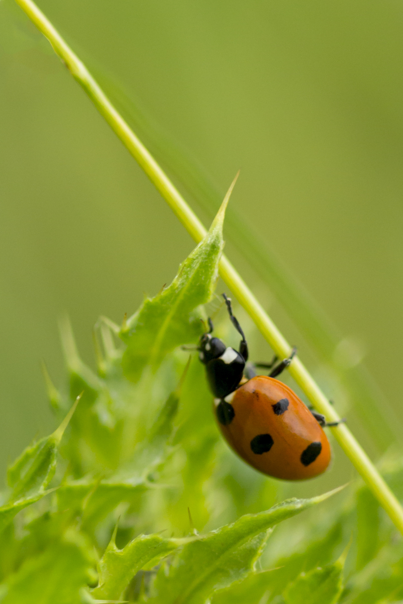 Canon EF 100mm F2.8 Macro USM sample photo. Ladybug photography