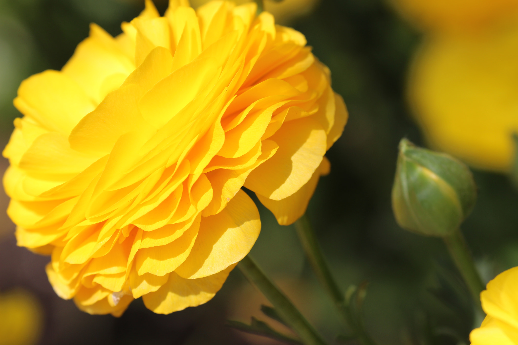 Canon EF 70-300mm F4-5.6L IS USM sample photo