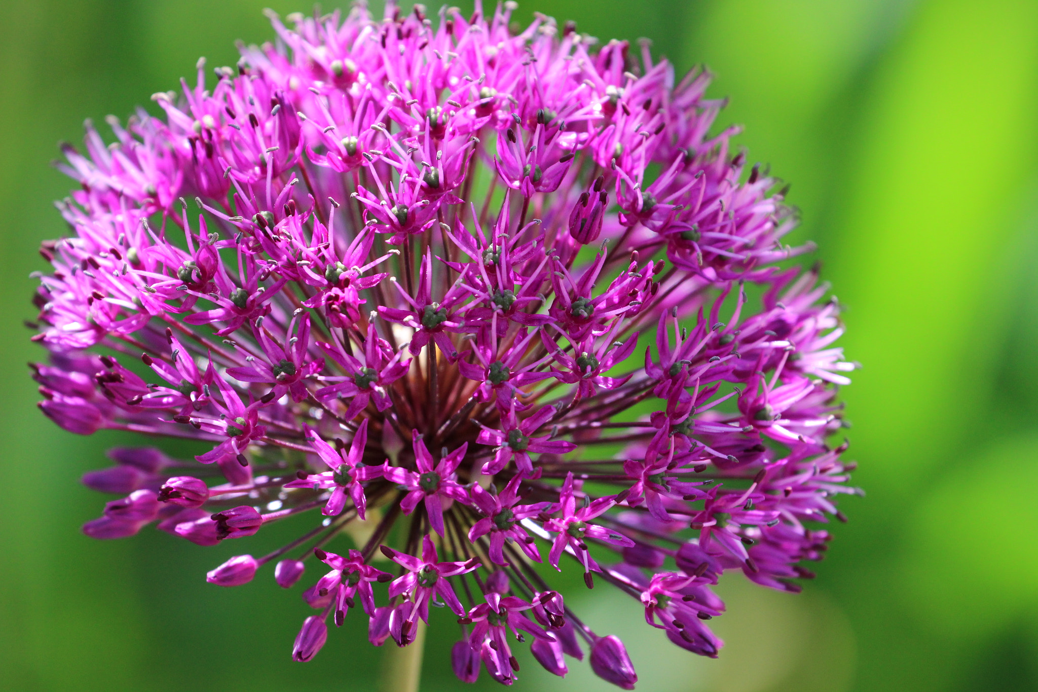 Canon EF 70-300mm F4-5.6L IS USM sample photo. Allium photography