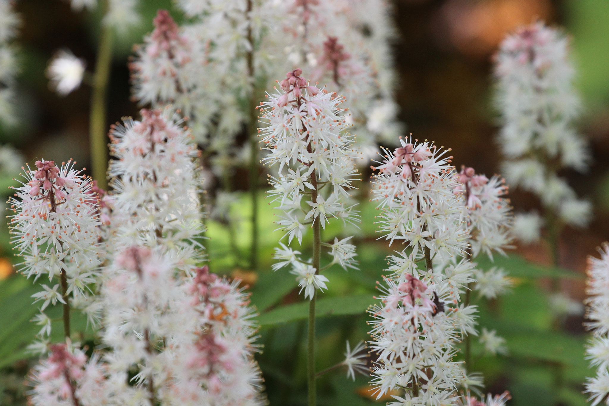 Canon EF 70-300mm F4-5.6L IS USM sample photo