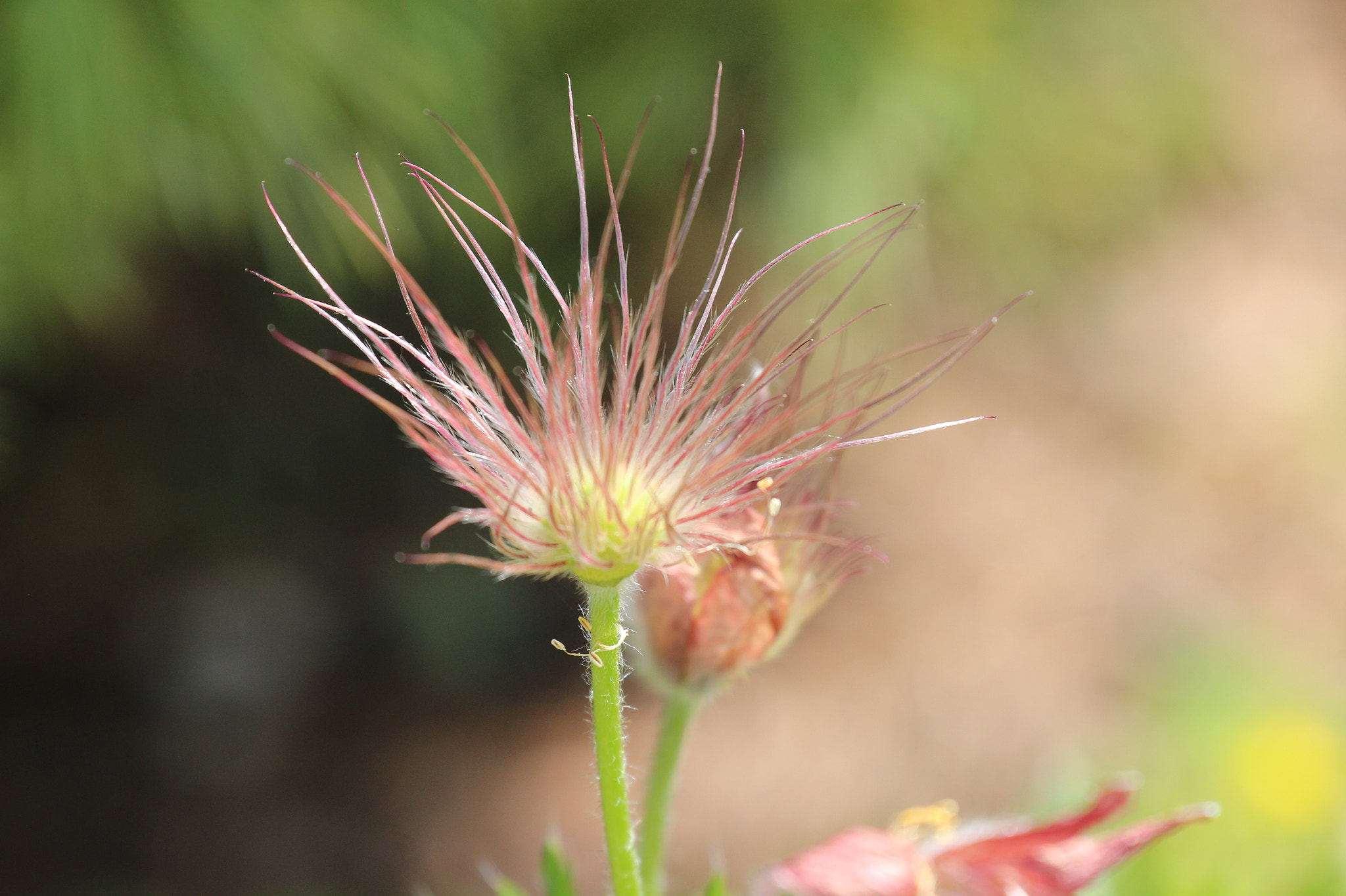 Canon EF 70-300mm F4-5.6L IS USM sample photo