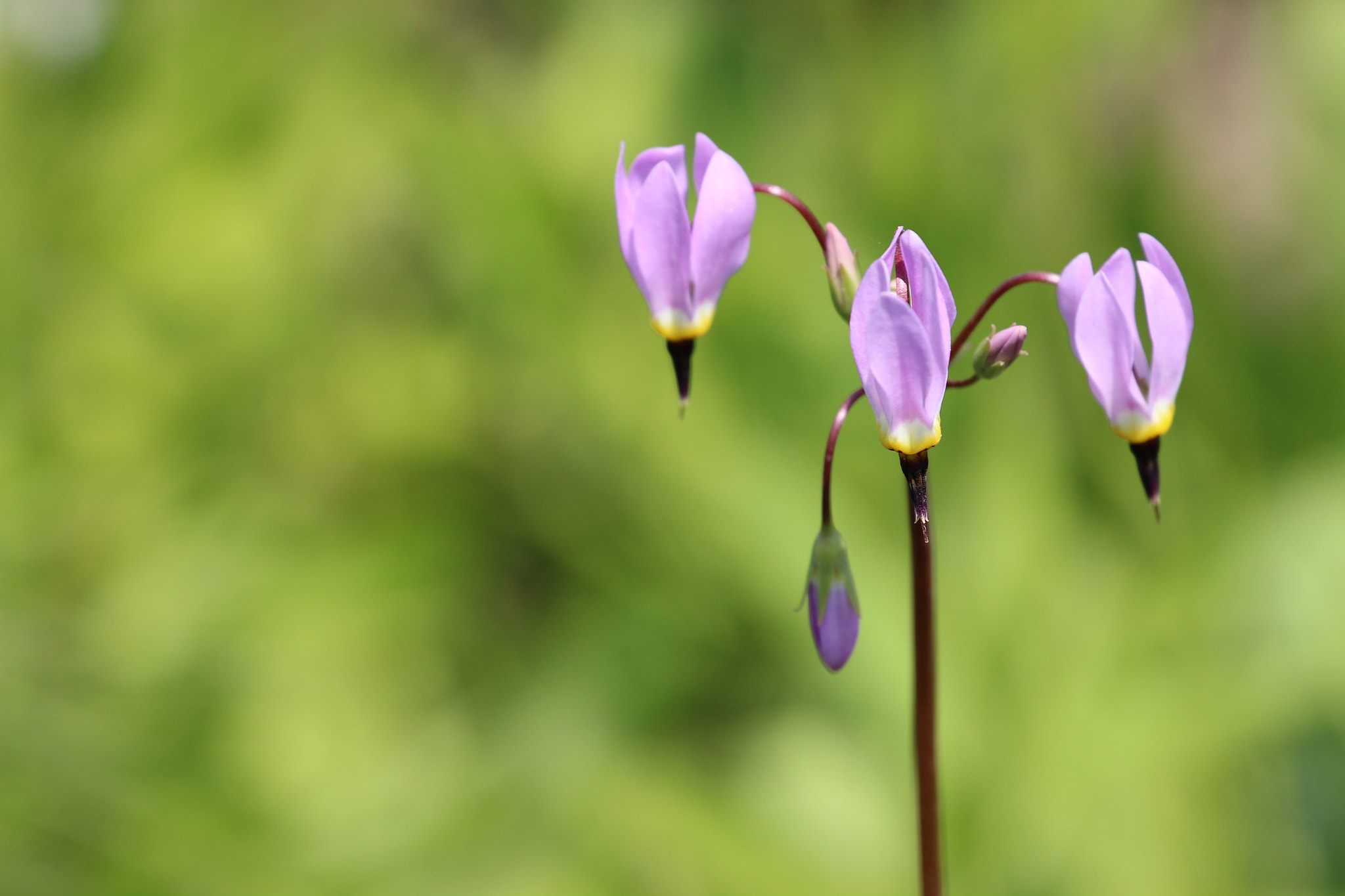Canon EF 70-300mm F4-5.6L IS USM sample photo