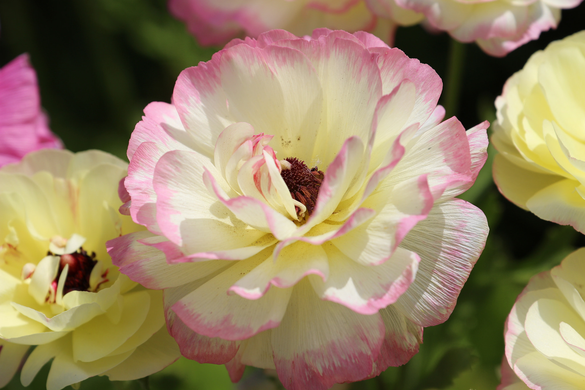 Canon EF 70-300mm F4-5.6L IS USM sample photo
