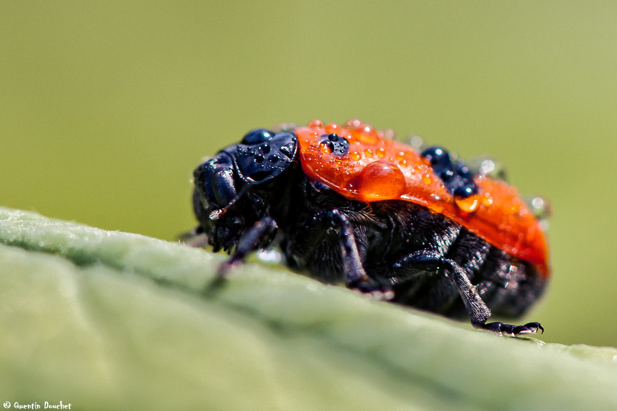 Canon EF 100mm F2.8 Macro USM sample photo. Clytre sous la pluie photography